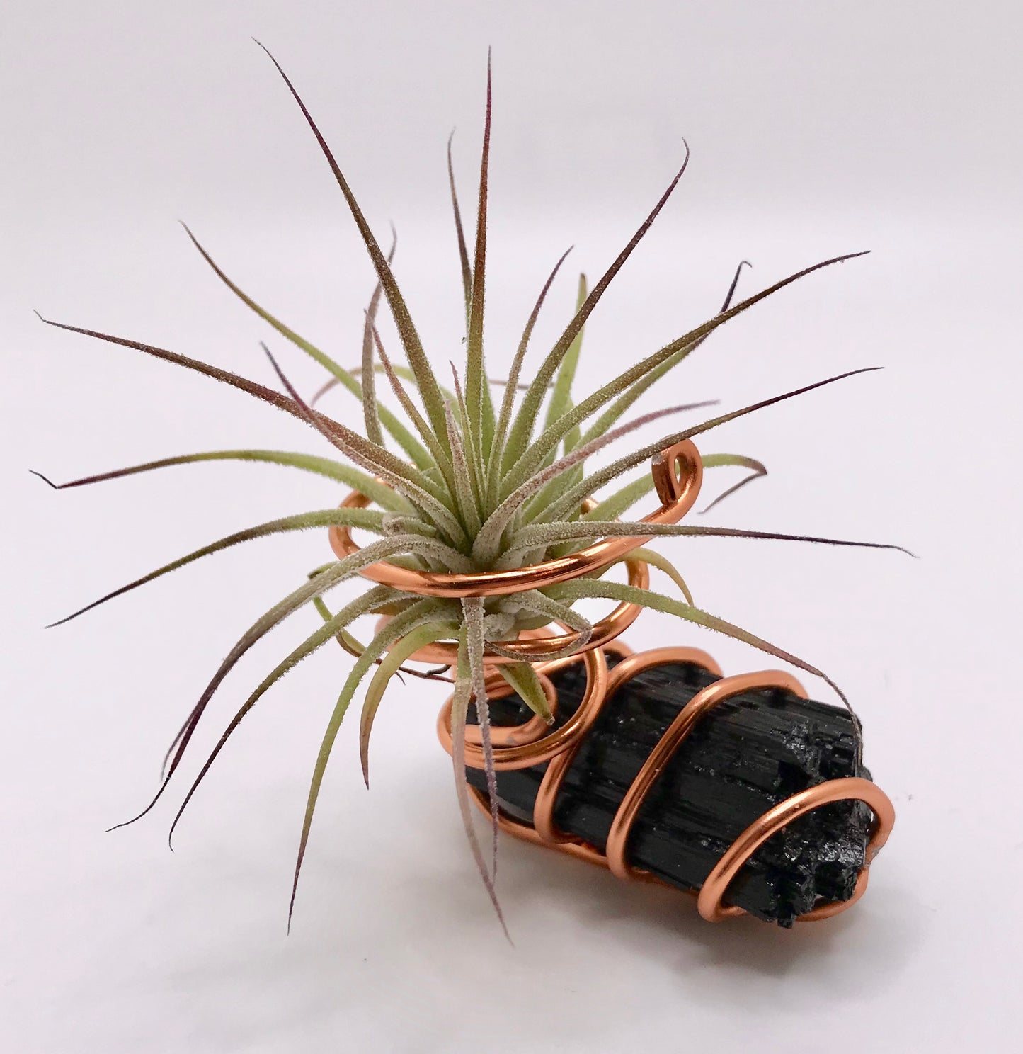 Crystal Air Plant LARGE