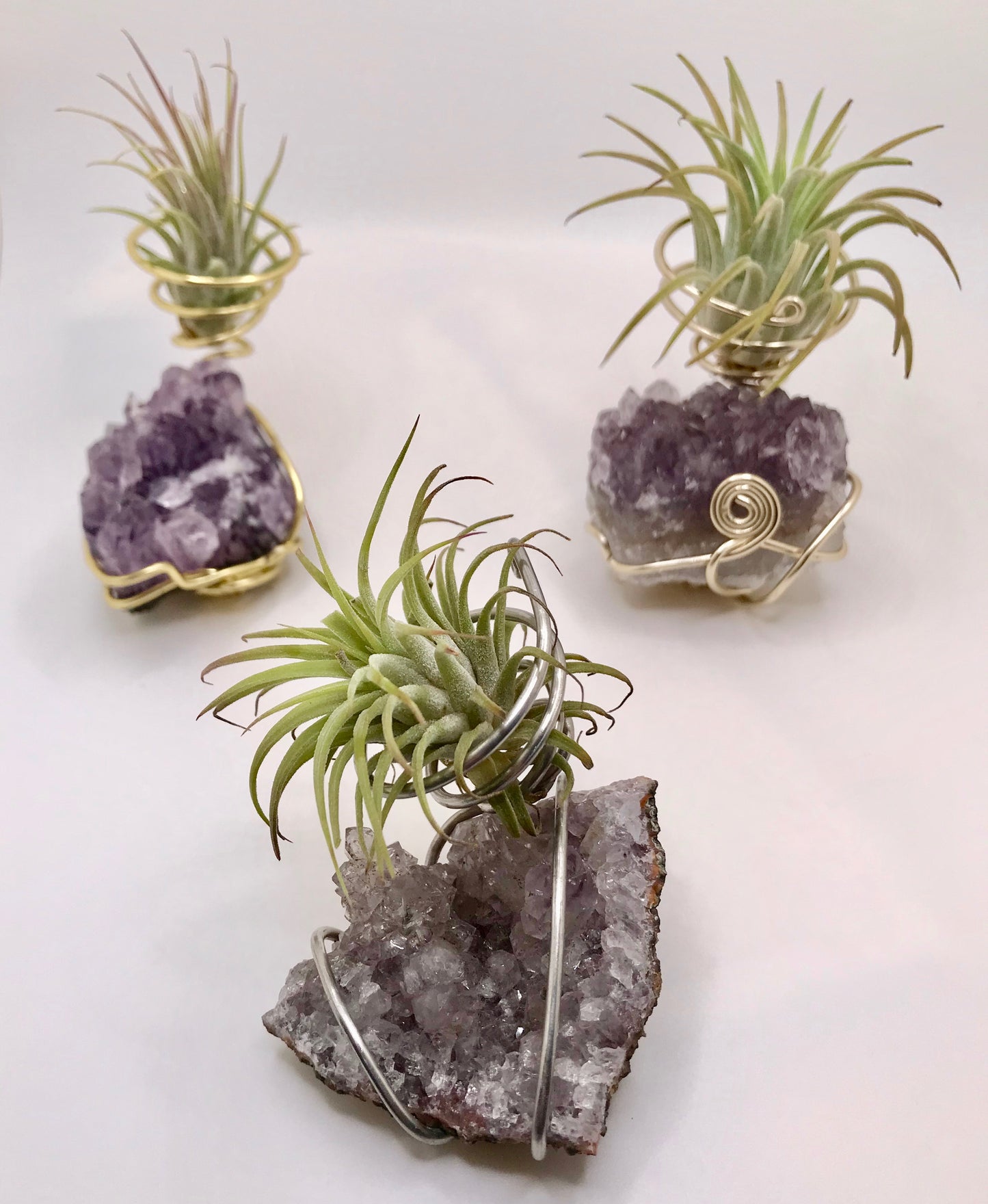 Crystal Air Plant LARGE