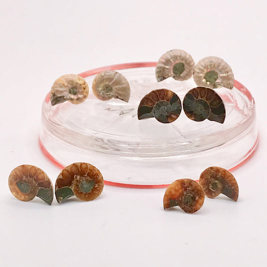 Ammonite Fossil Stud Earrings