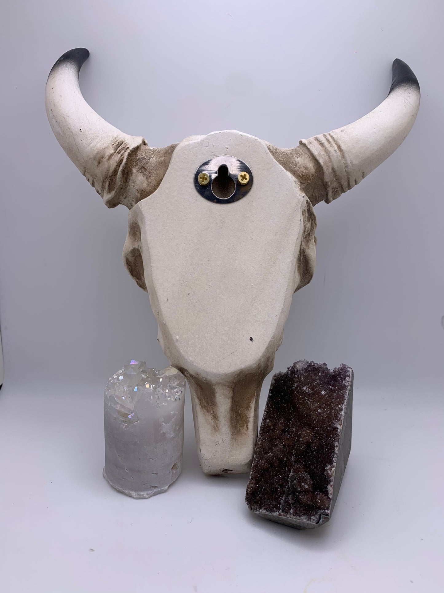 A Cow Skull - Size Medium