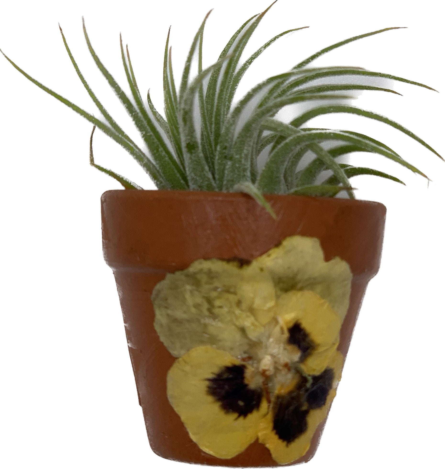 air plant in pot Pansy Mini Clay Pot w/Living Air Plant inside – Sweet Foraged Things