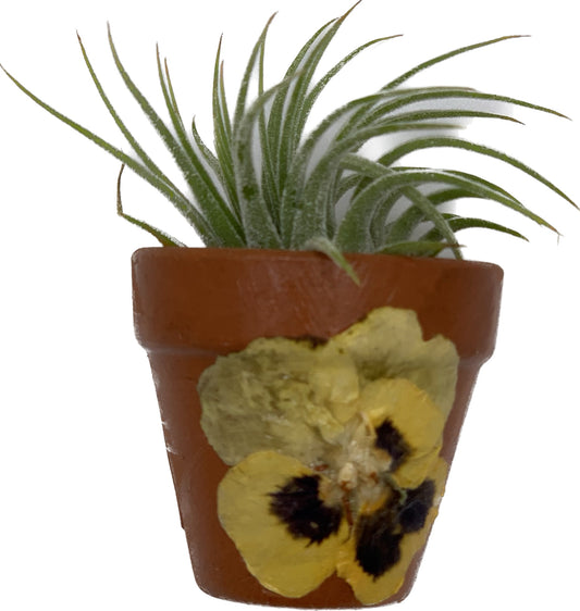 Pansy Mini Clay Pot w/Living Air Plant inside