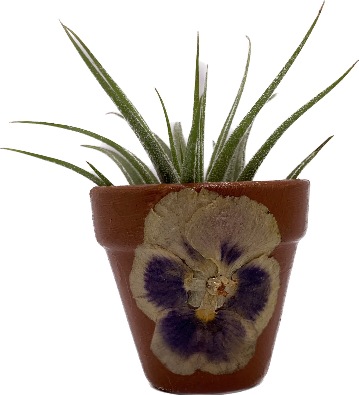Pansy Mini Clay Pot w/Living Air Plant inside