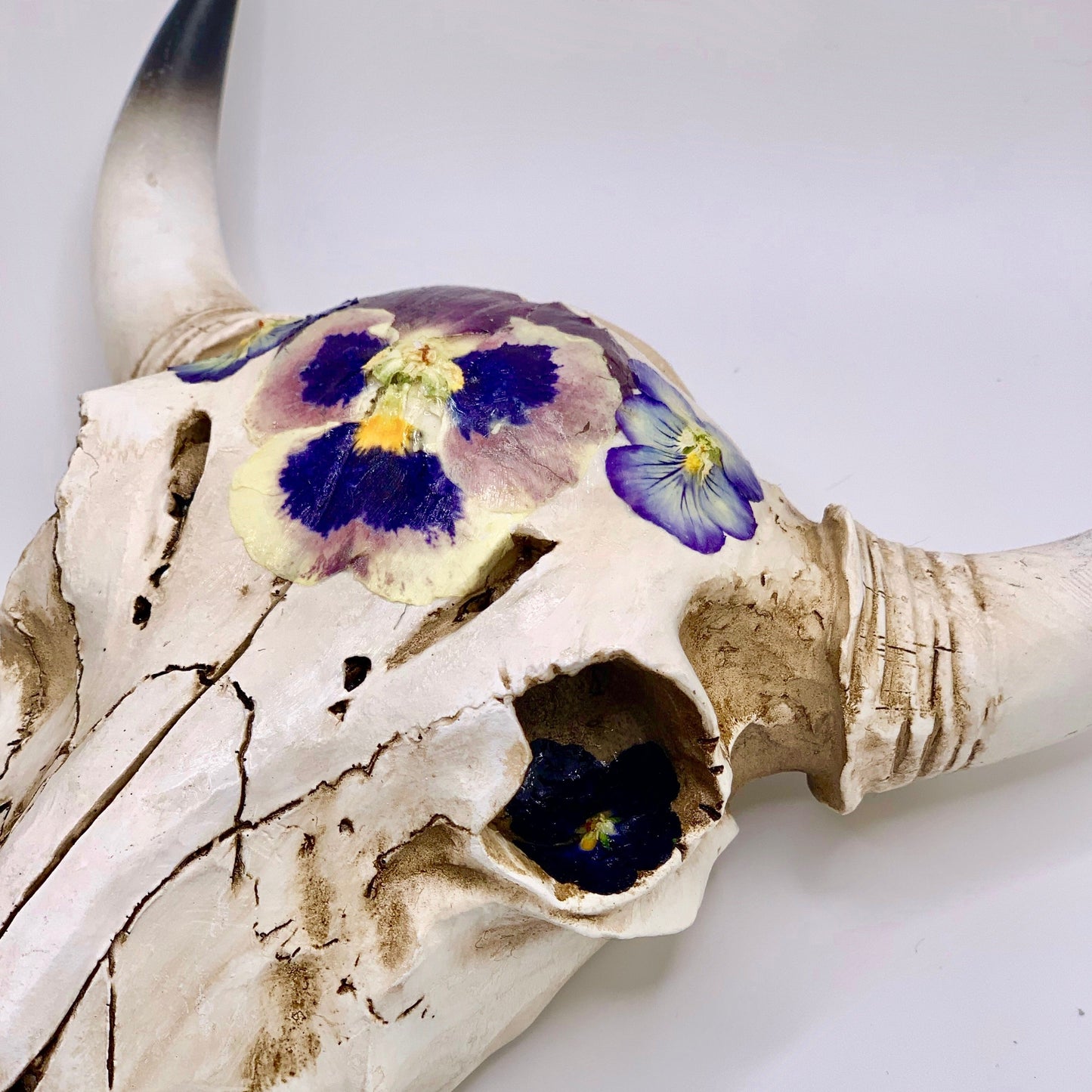 Pansy Cow Skull - Size Medium