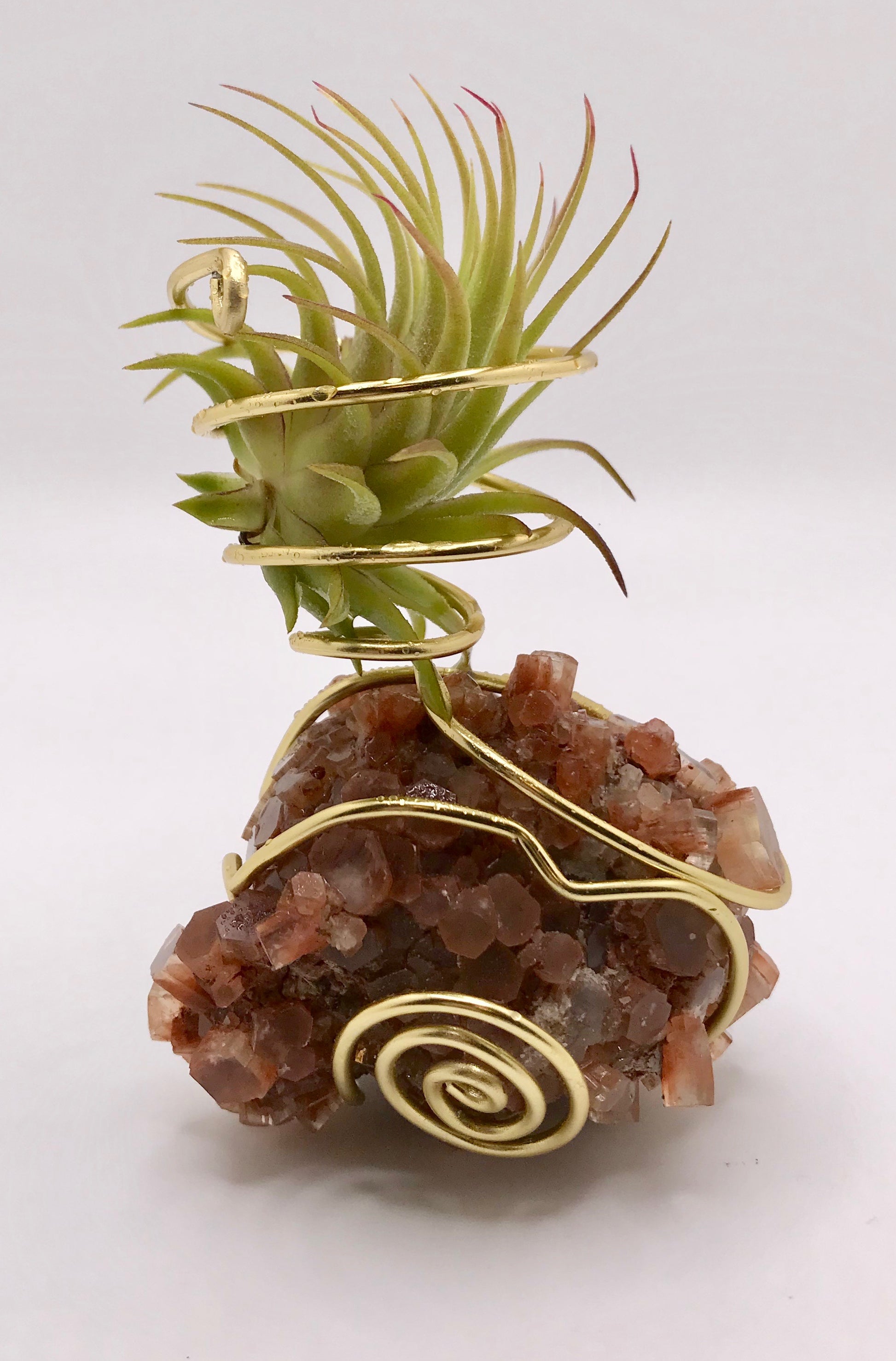 air plant medium Medium Crystal Air Plant – Sweet Foraged Things