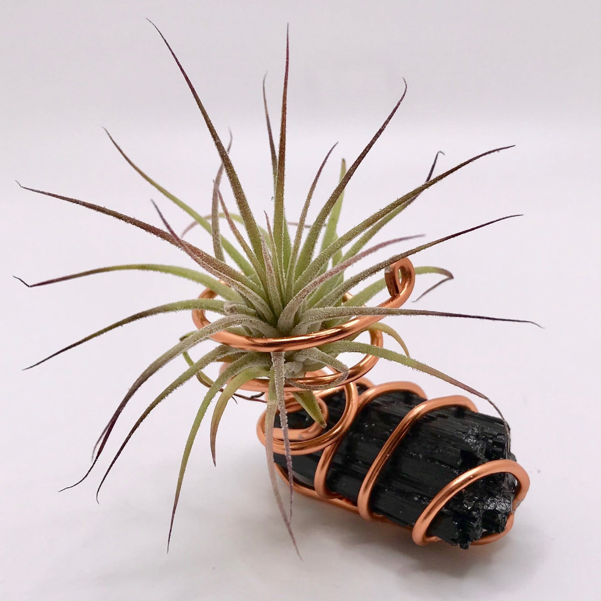 mini air plants bulk Mini Crystal Air Plant – Sweet Foraged Things