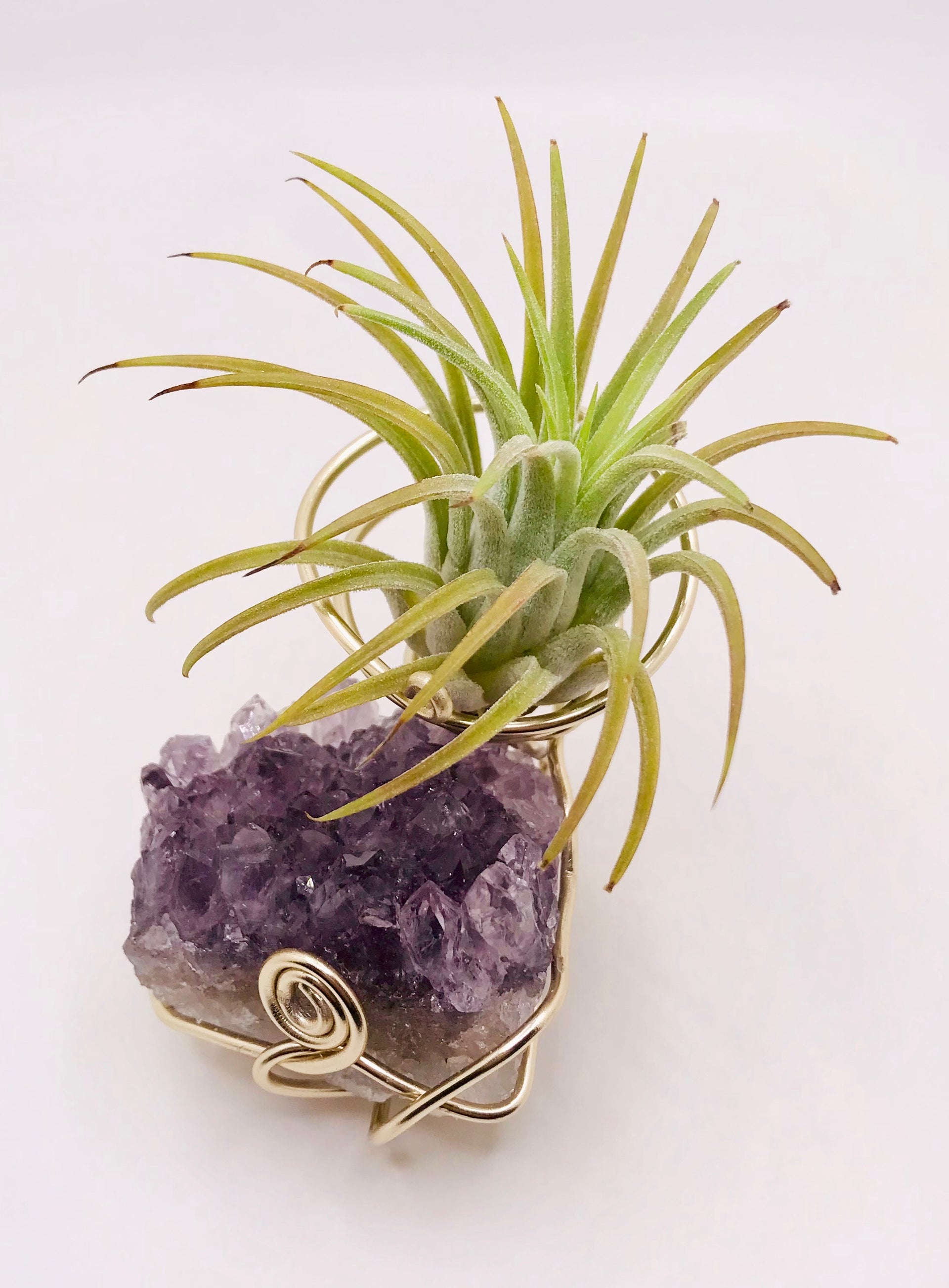 amethyst crystal air plant Medium Crystal Air Plant