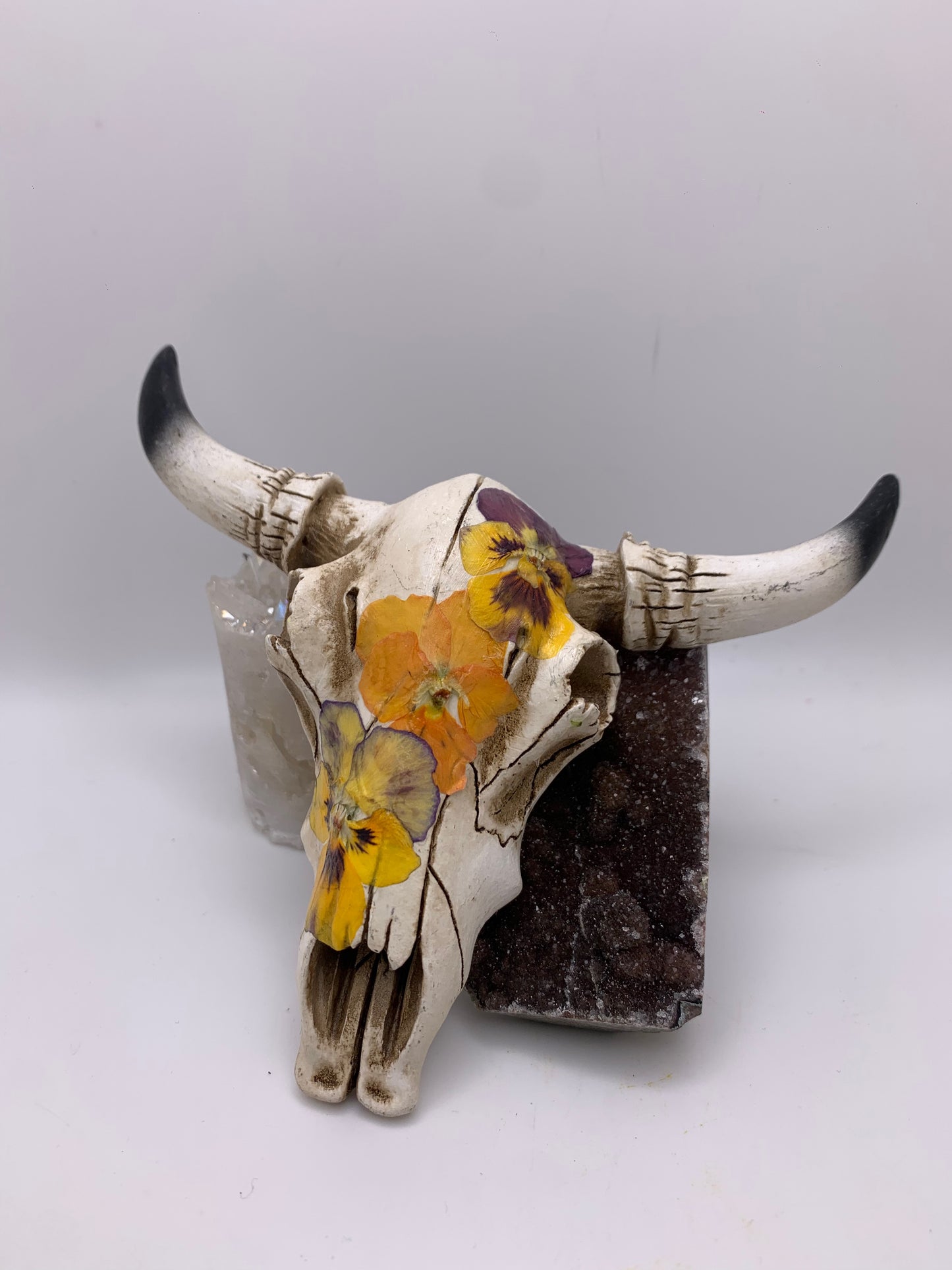 A Cow Skull - Size Small