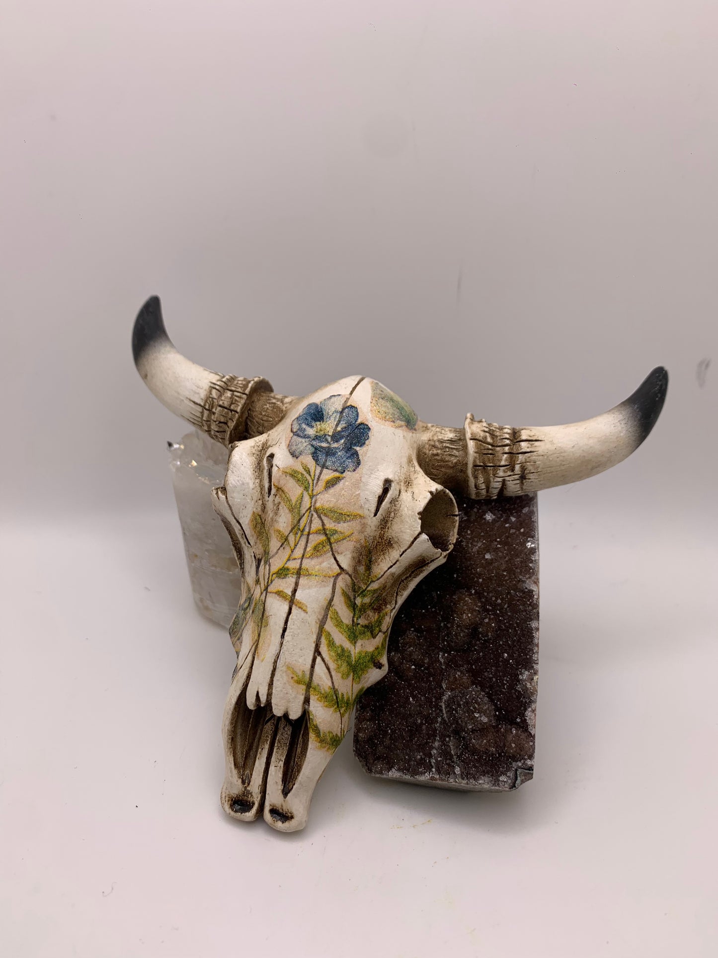 A Cow Skull - Size Small