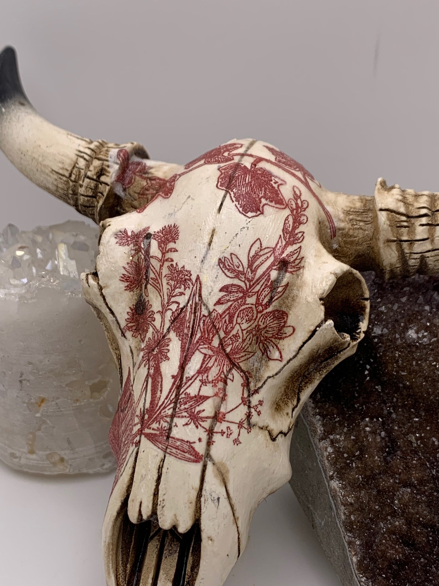 A Cow Skull - Size Small