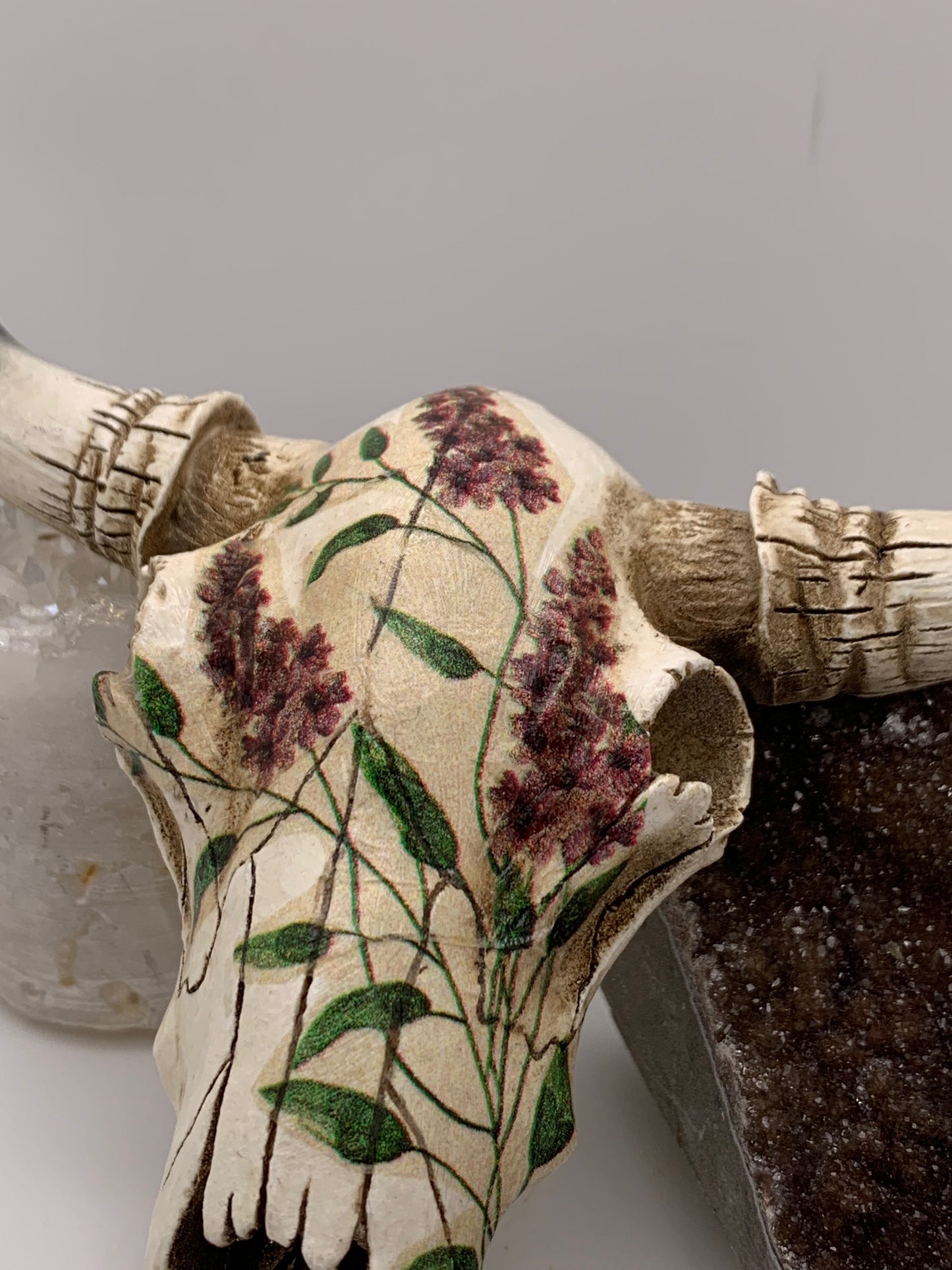 A Cow Skull - Size Small