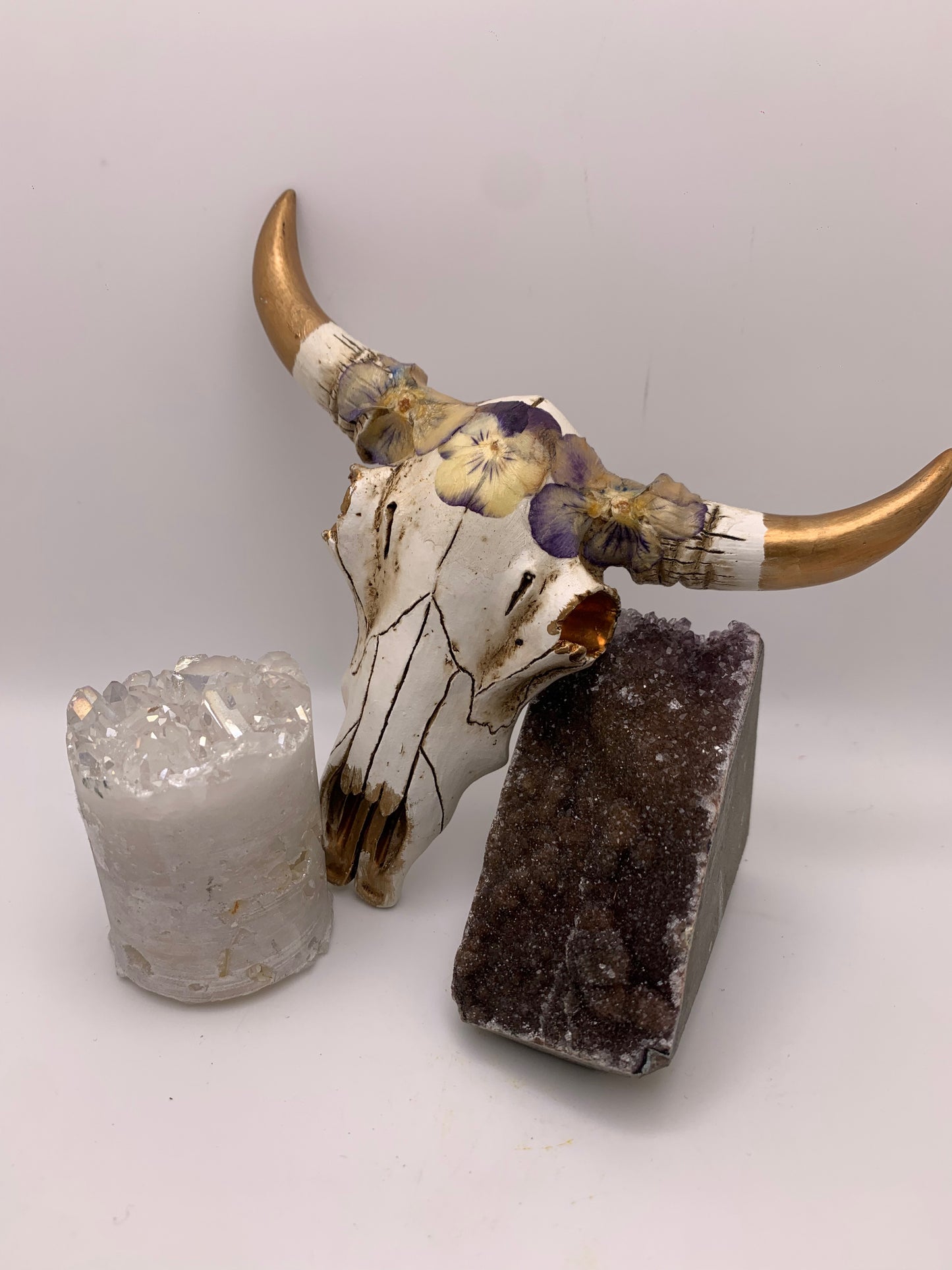 A Cow Skull - Size Small