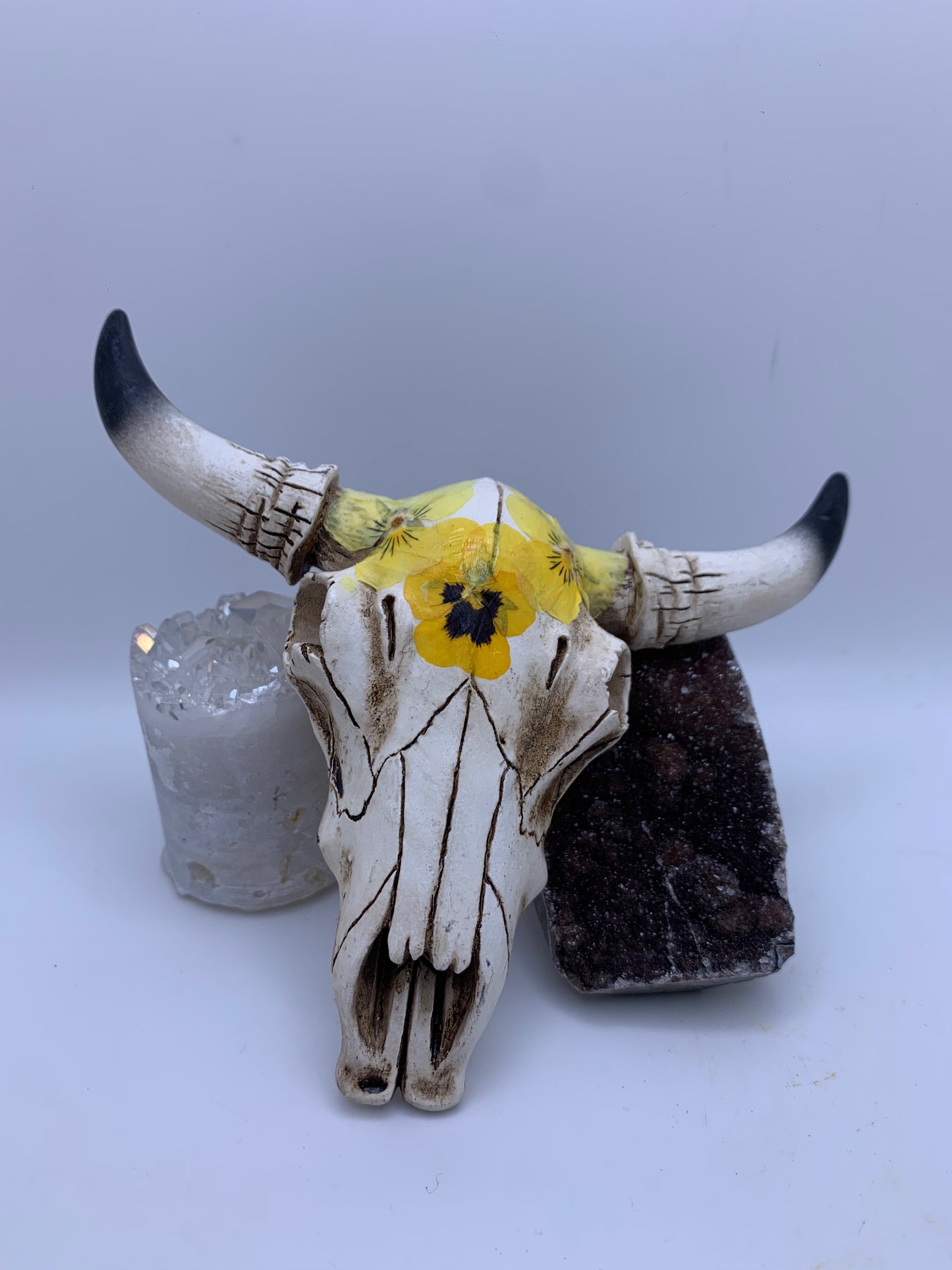 A Cow Skull - Size Small