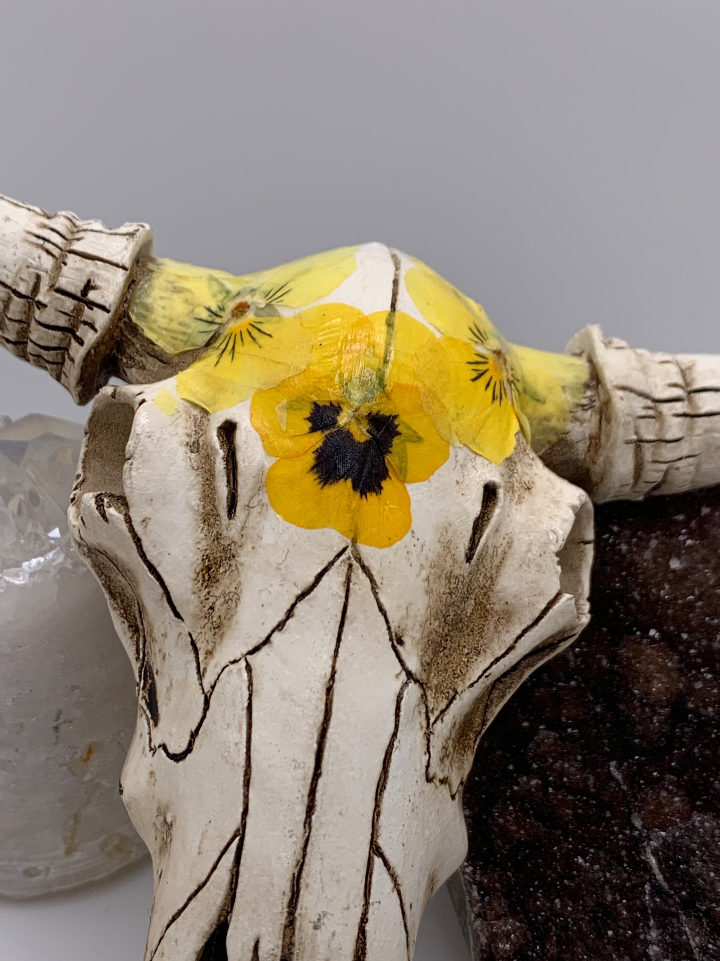 A Cow Skull - Size Small