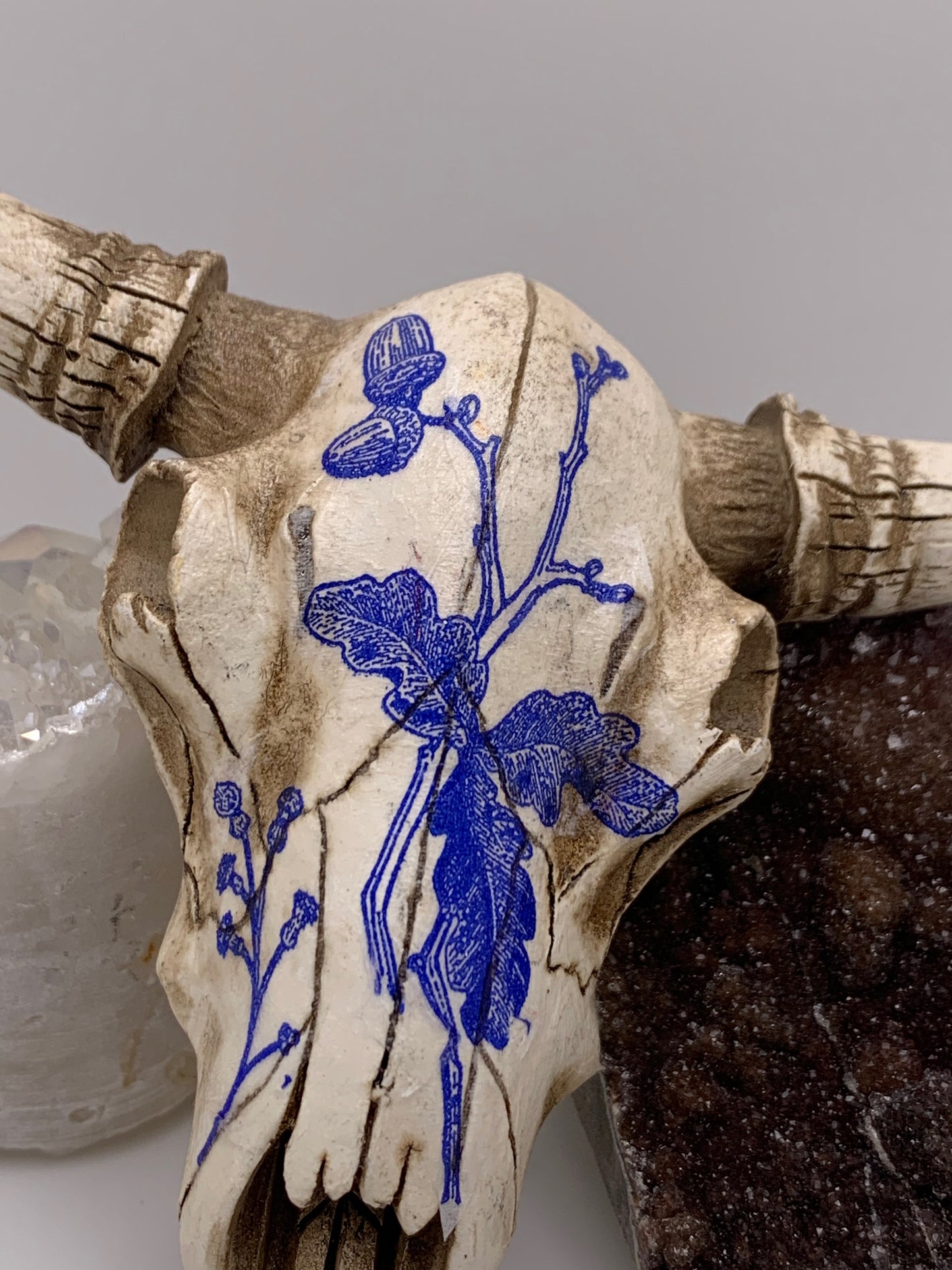 A Cow Skull - Size Small