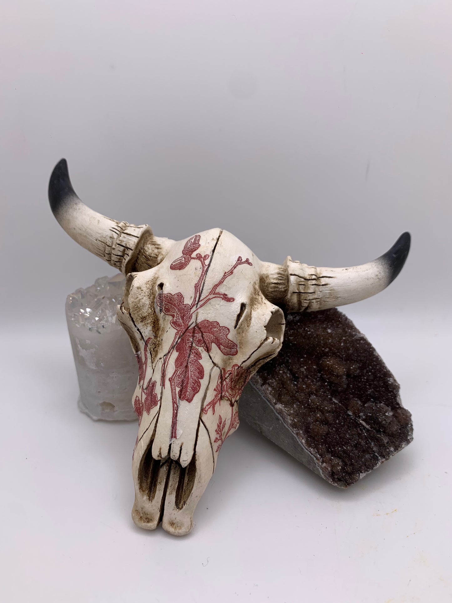 A Cow Skull - Size Small