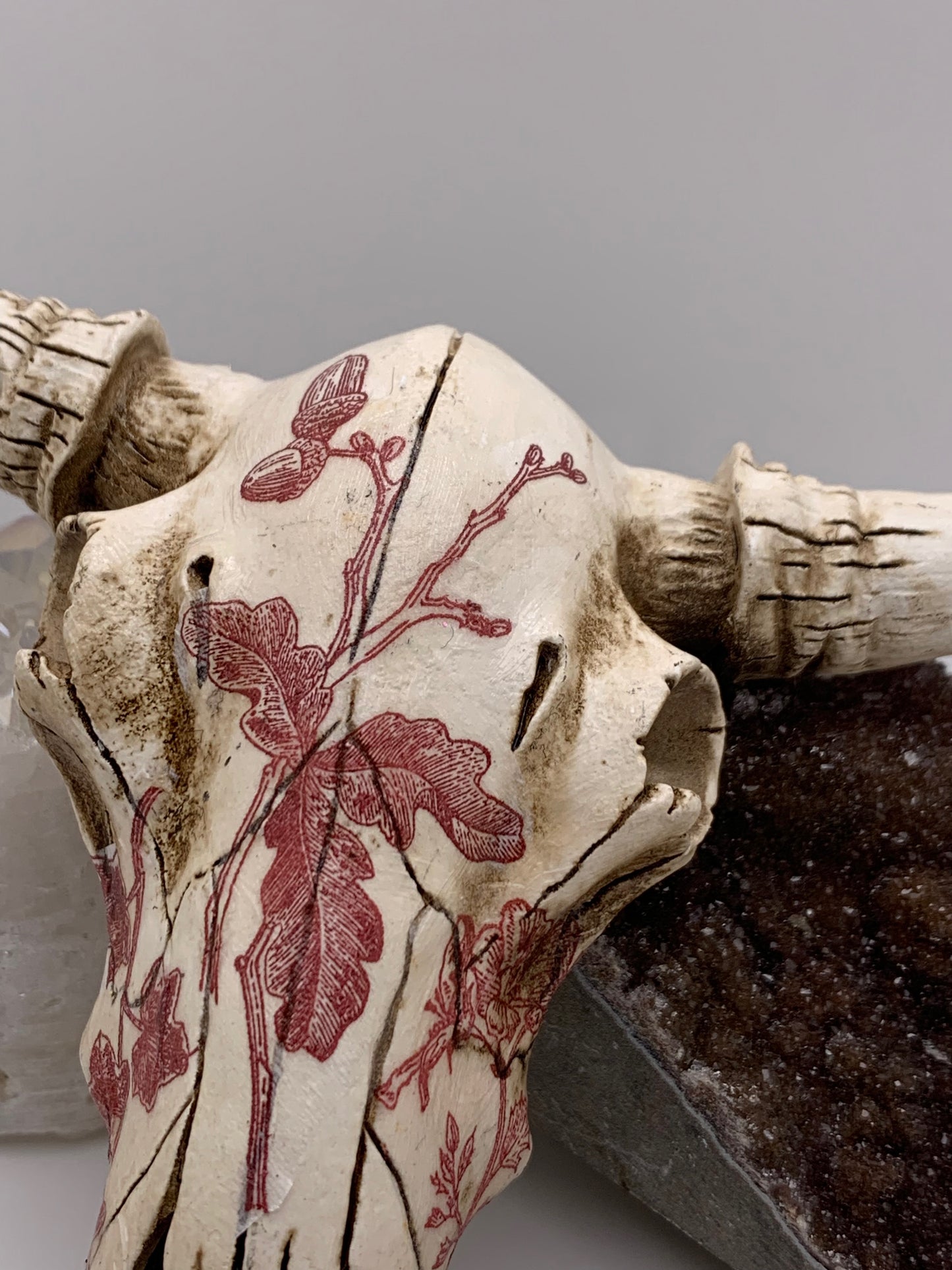 A Cow Skull - Size Small