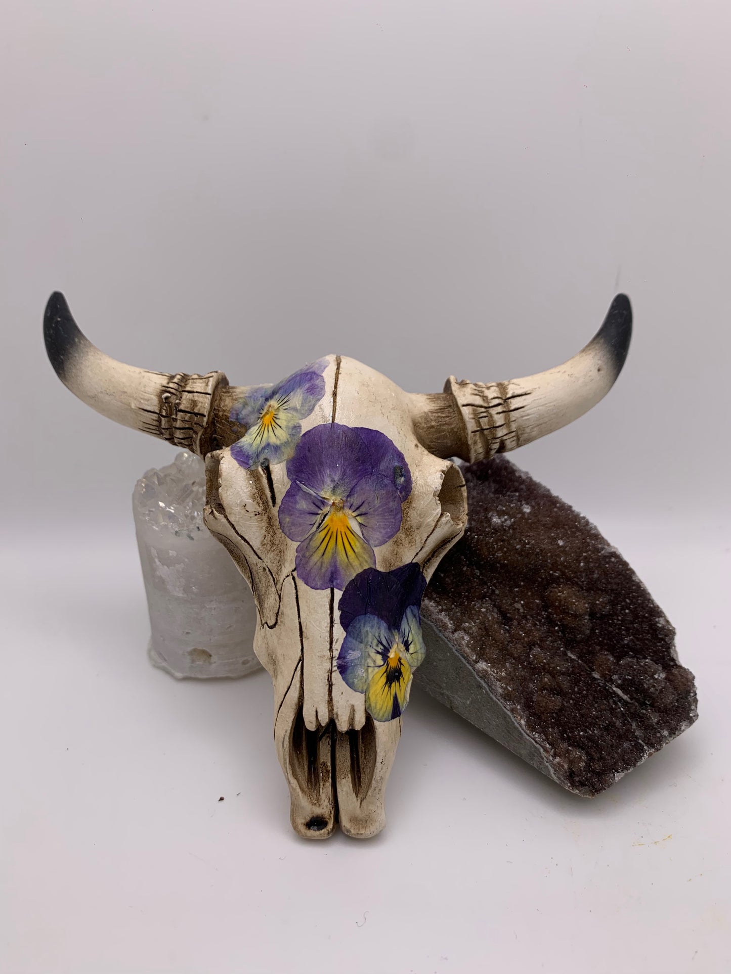 A Cow Skull - Size Small