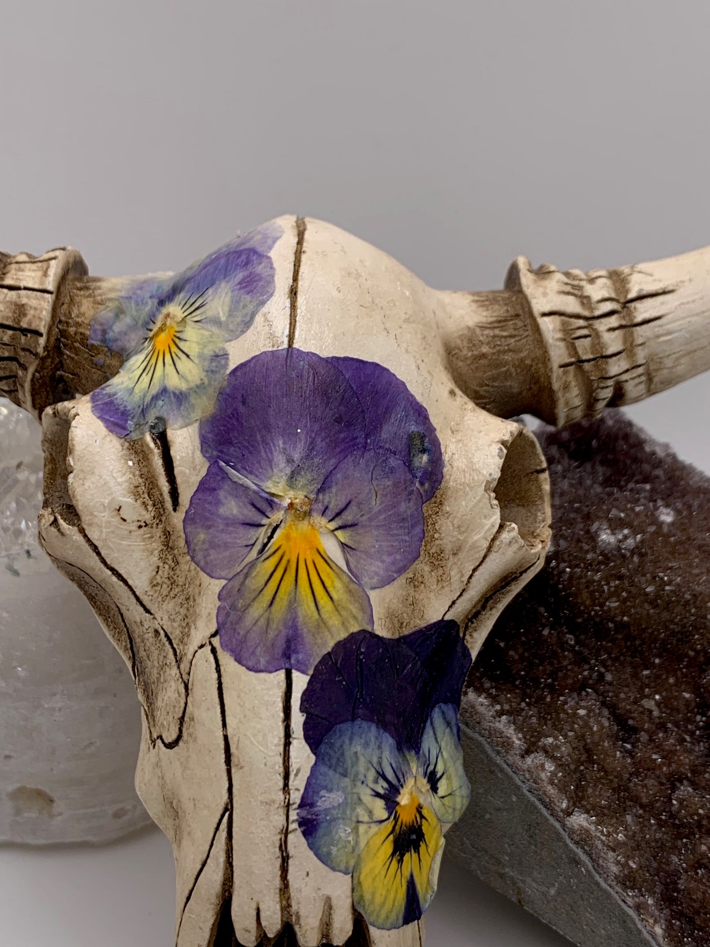 A Cow Skull - Size Small