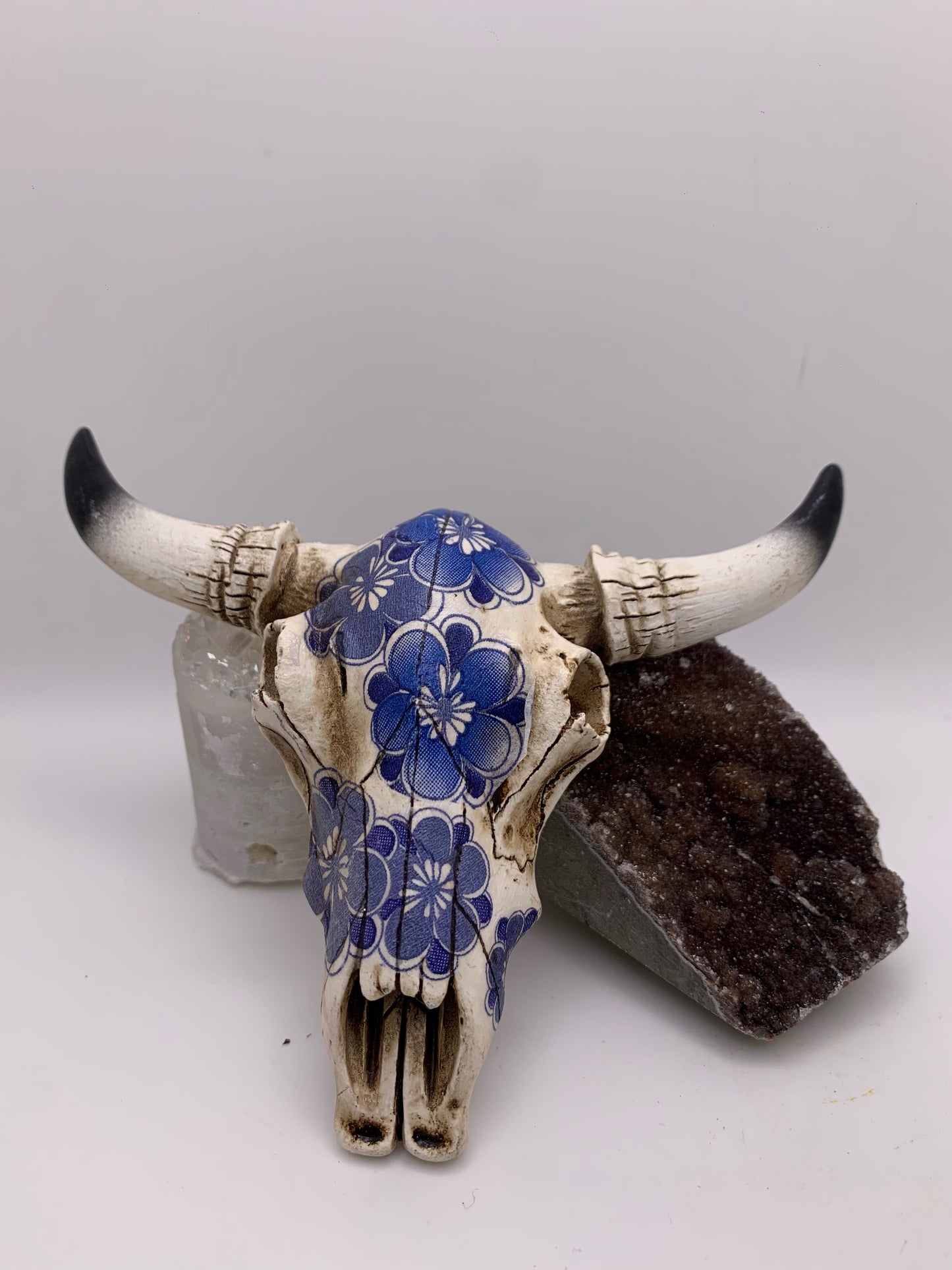 A Cow Skull - Size Small