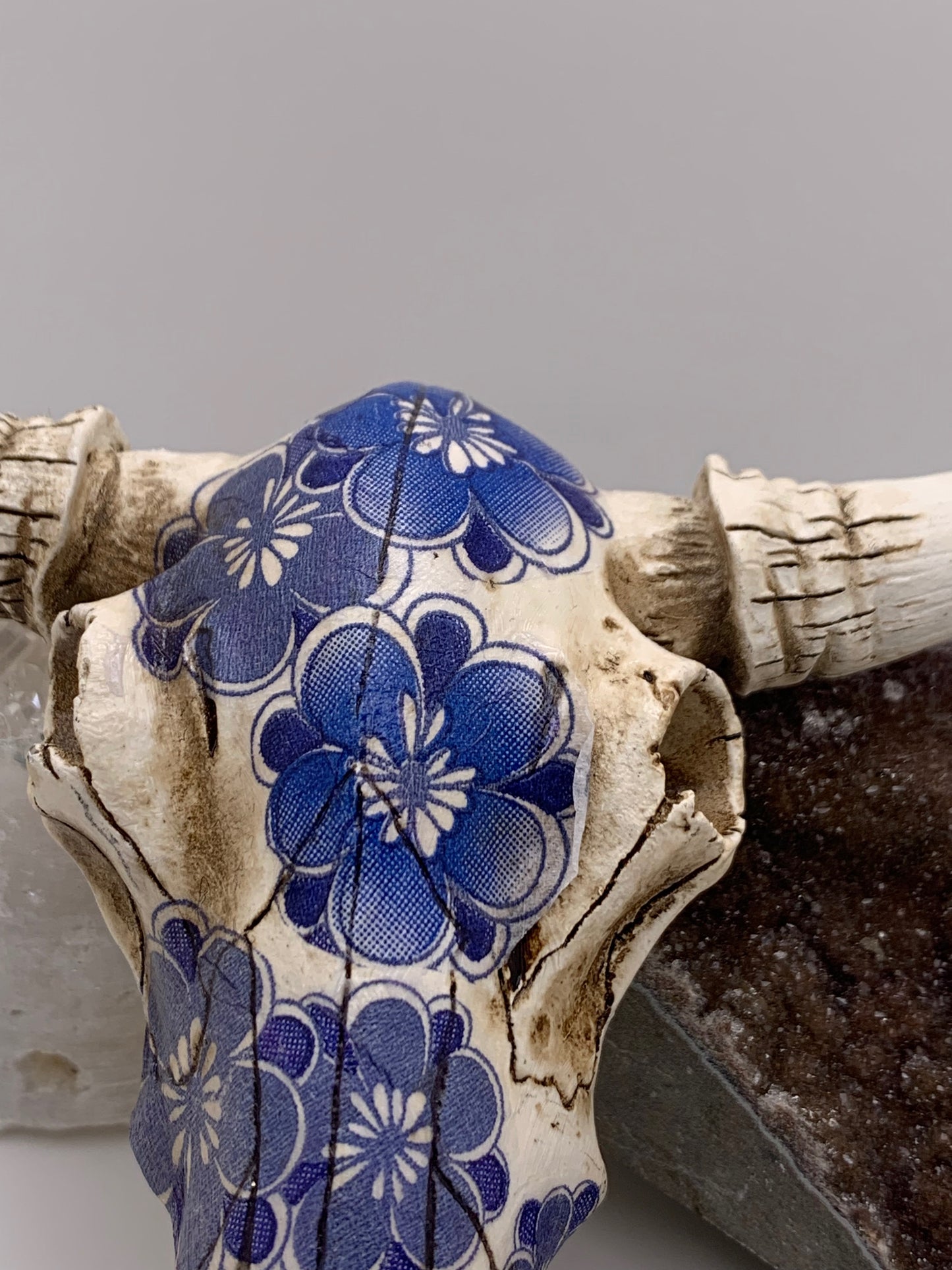 A Cow Skull - Size Small