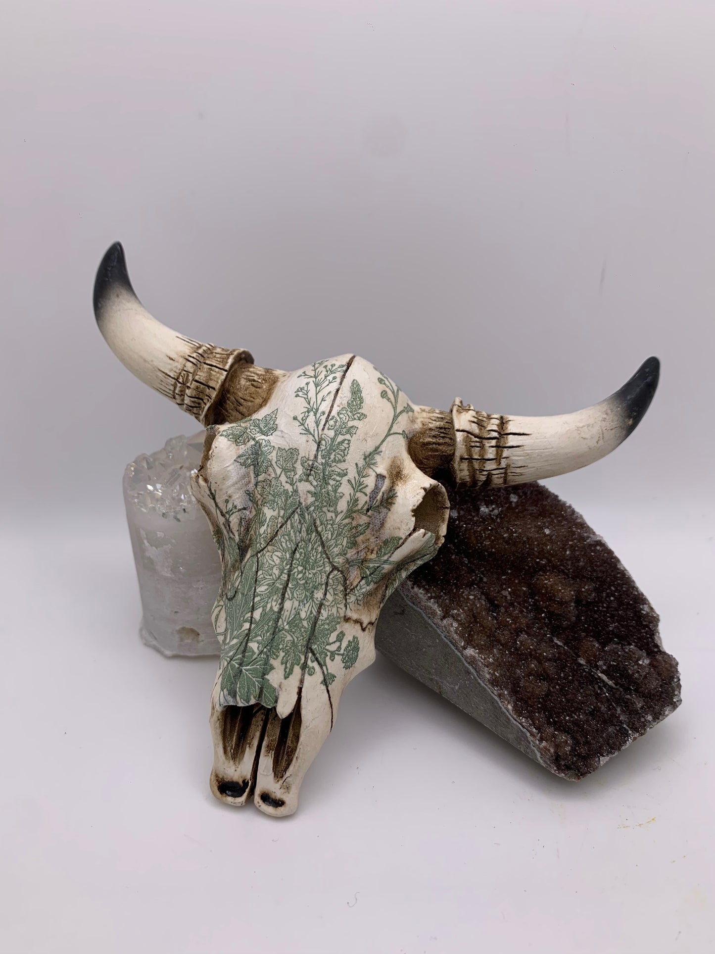 A Cow Skull - Size Small