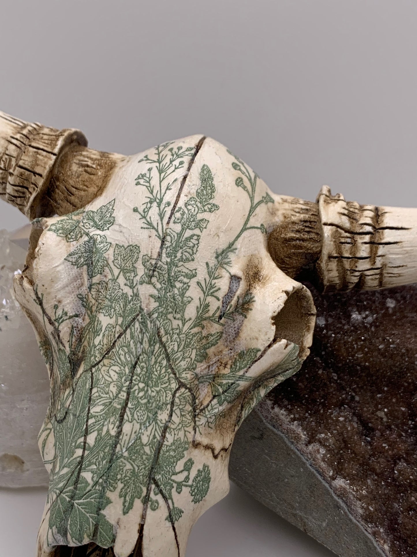 A Cow Skull - Size Small