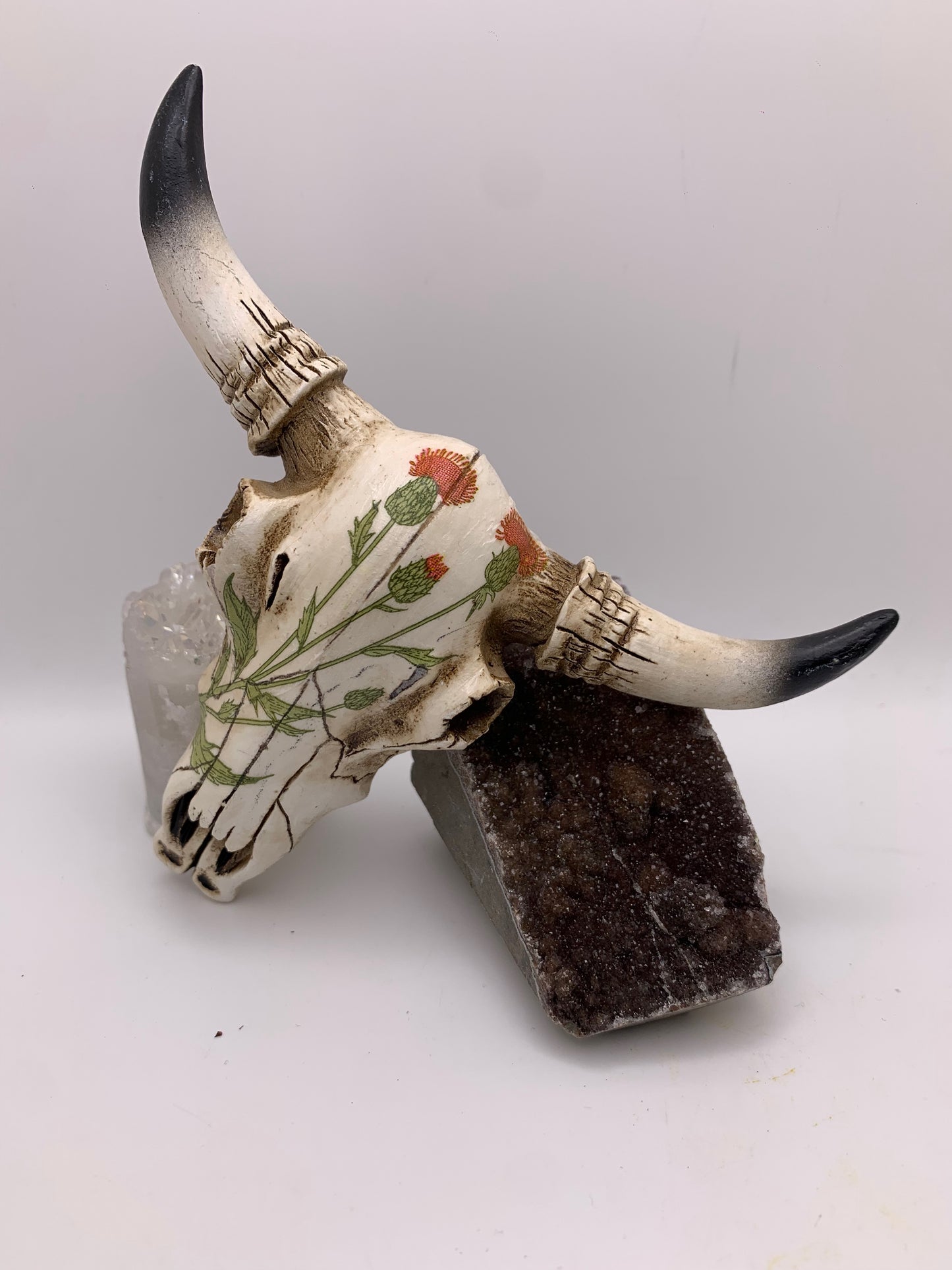 A Cow Skull - Size Small