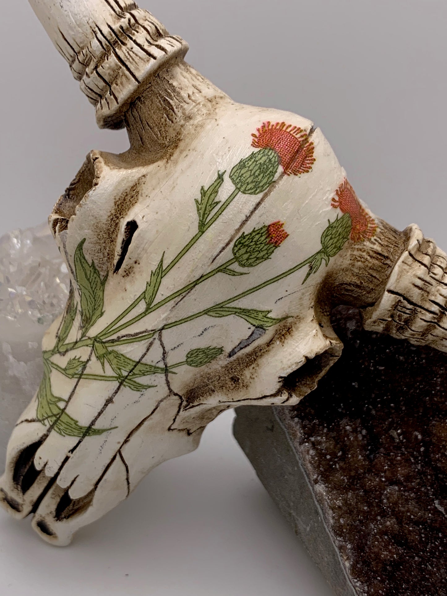 A Cow Skull - Size Small