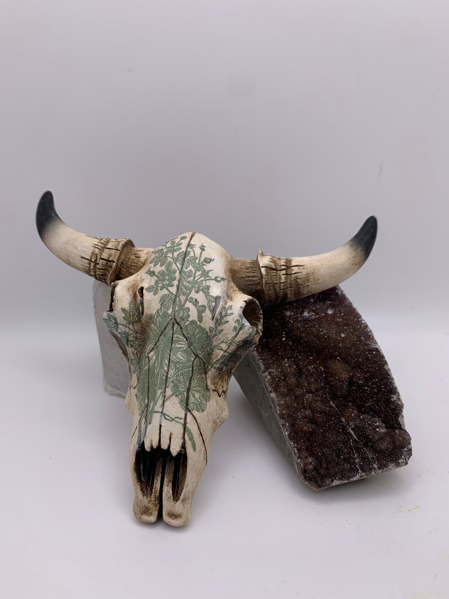 A Cow Skull - Size Small