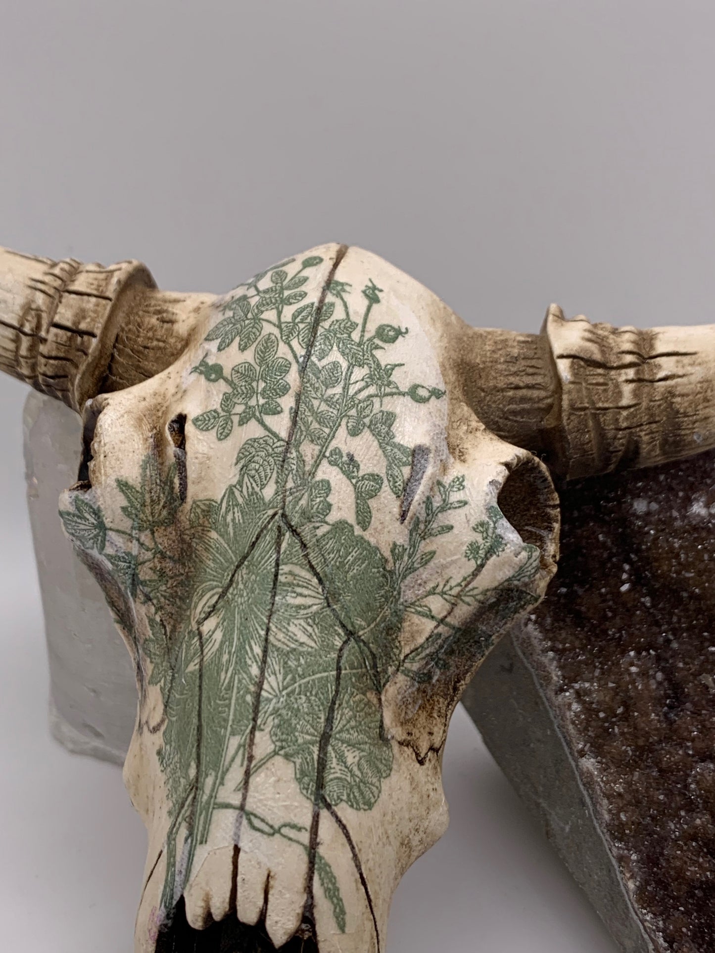 A Cow Skull - Size Small