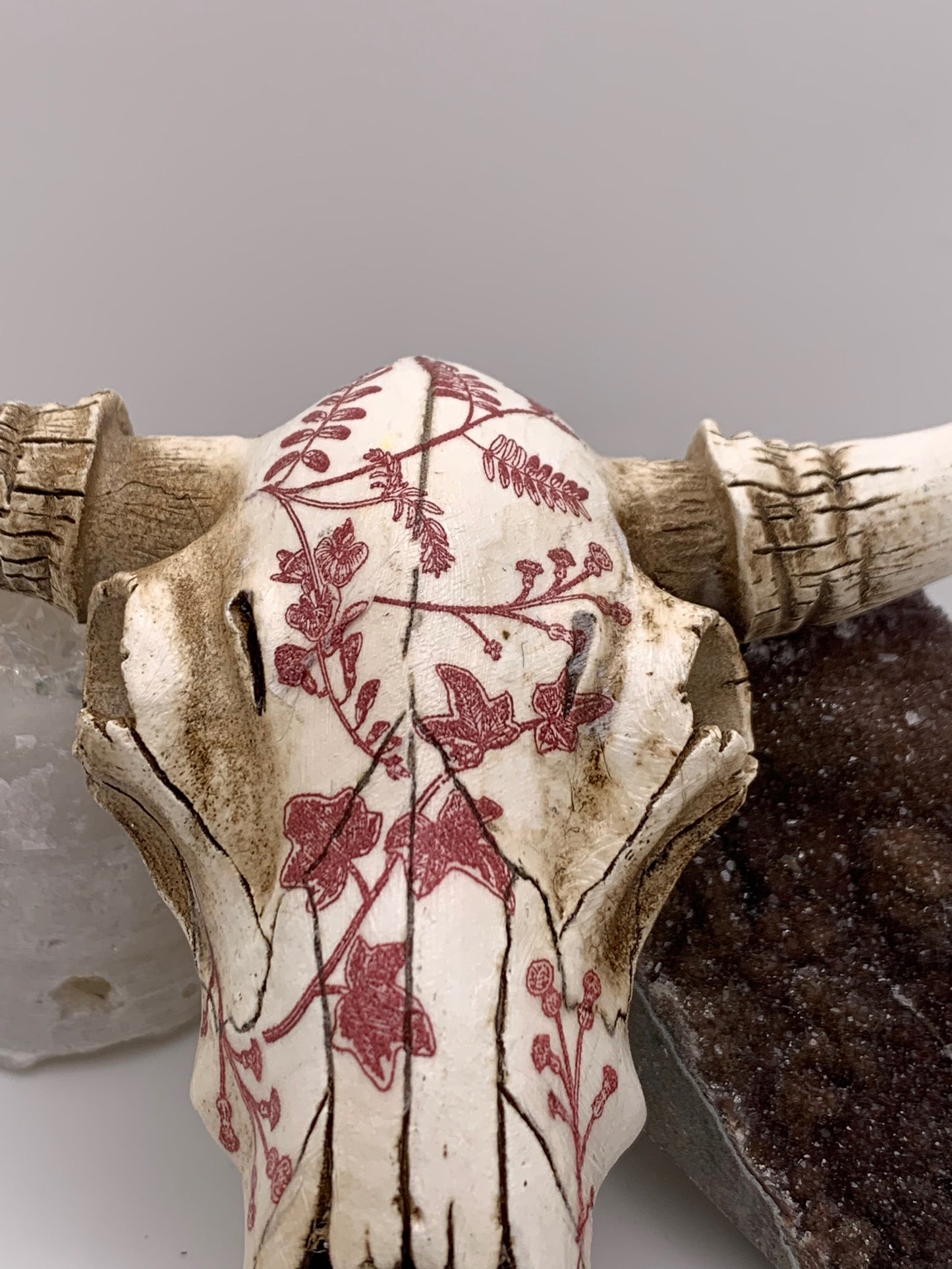 A Cow Skull - Size Small