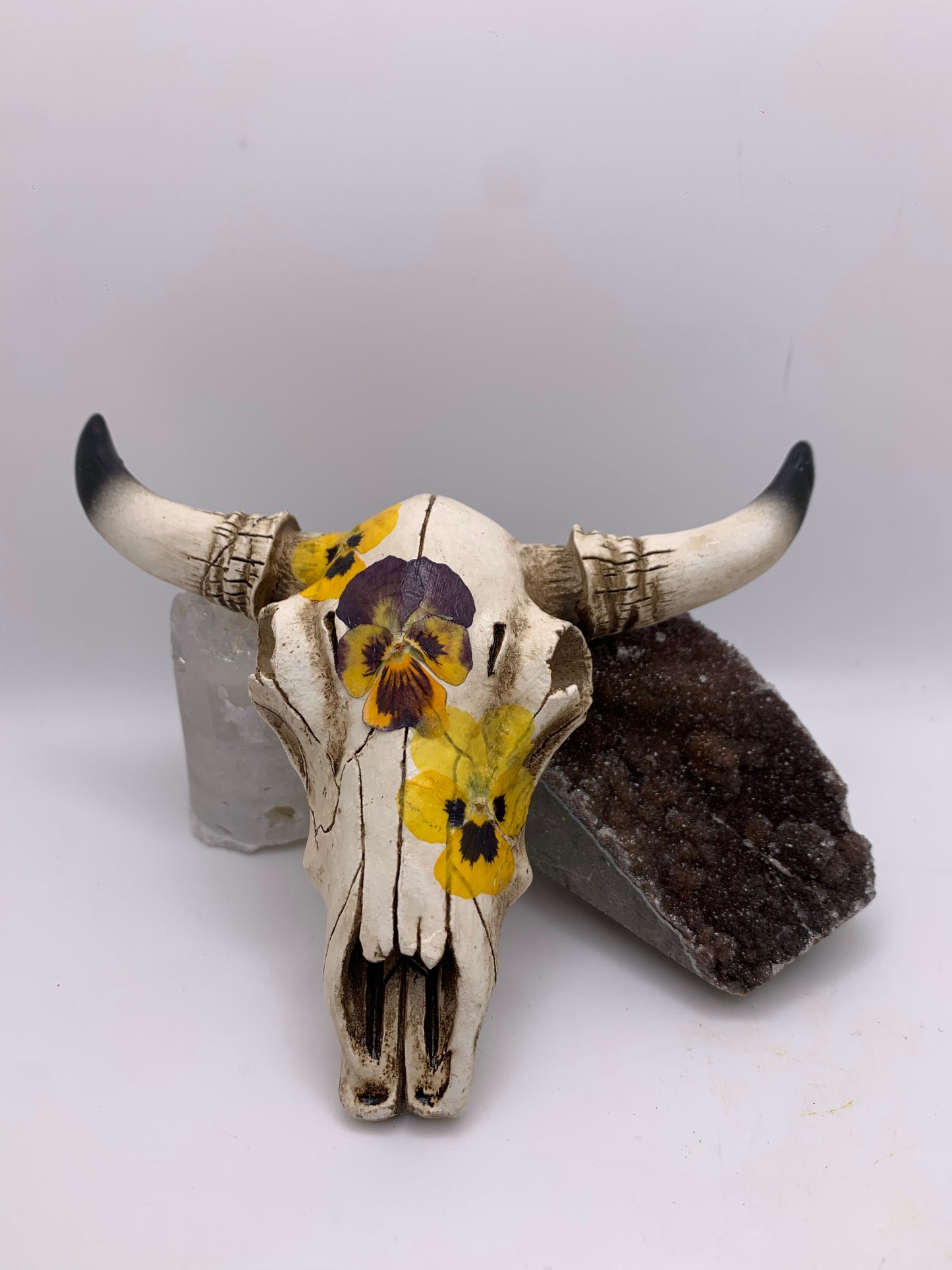 A Cow Skull - Size Small