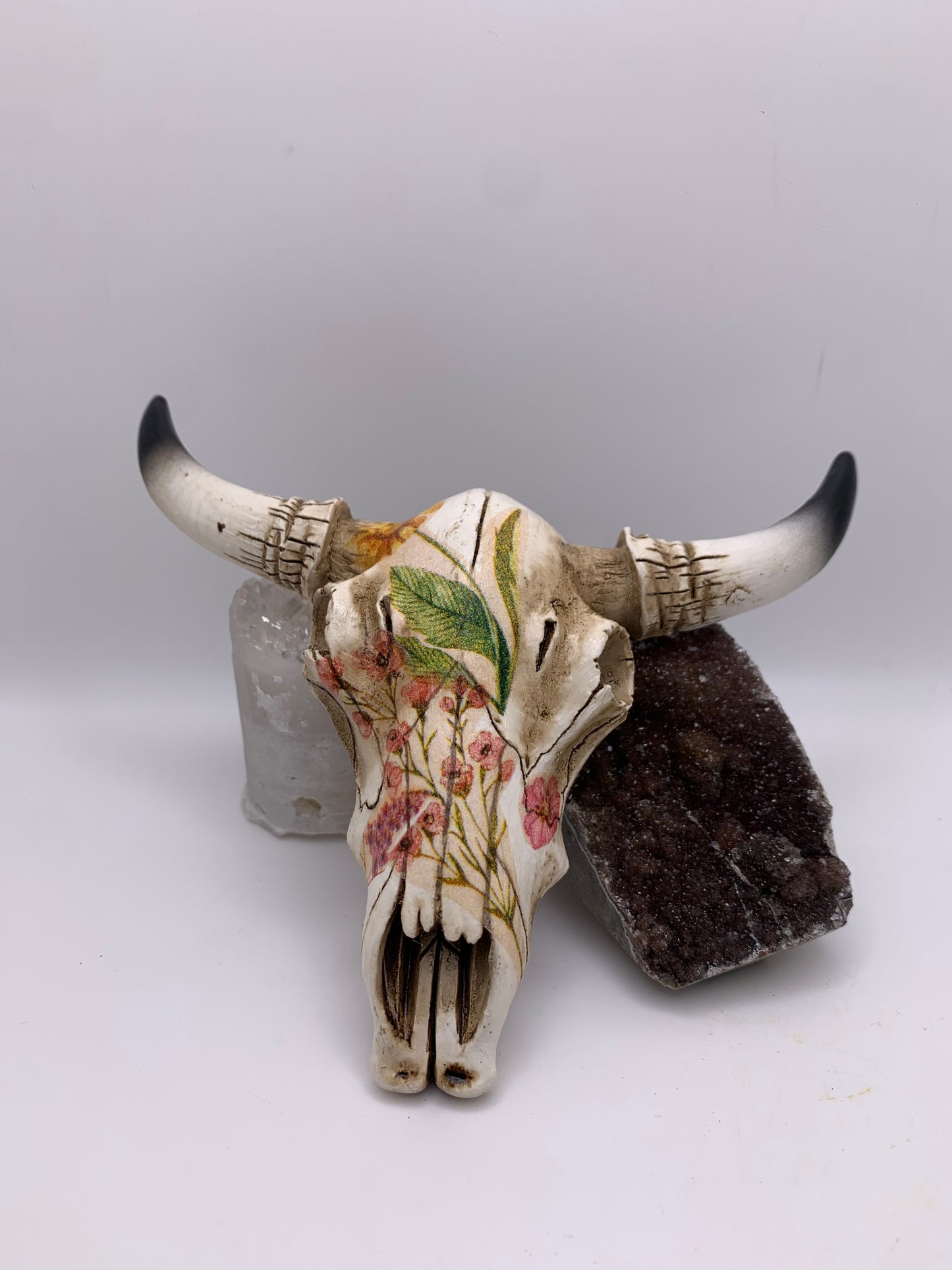 A Cow Skull - Size Small