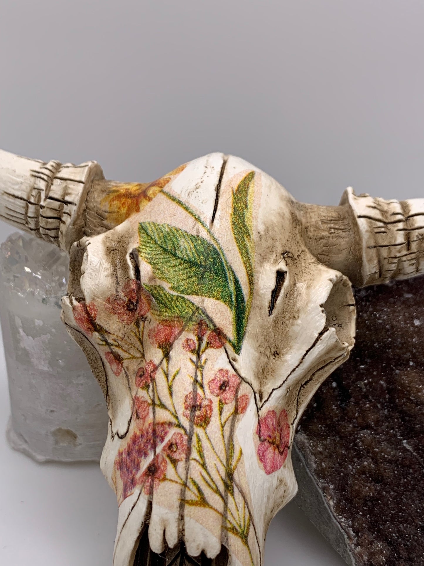 A Cow Skull - Size Small