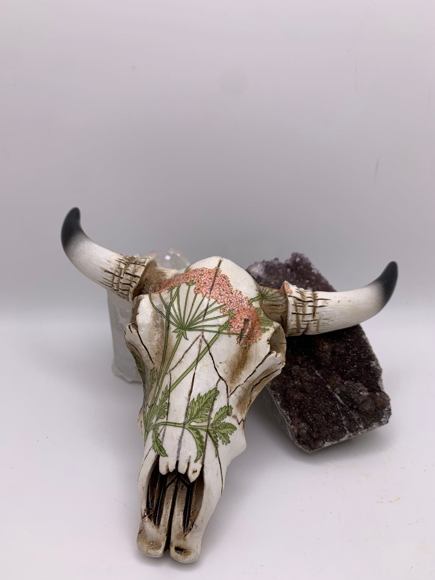 A Cow Skull - Size Small