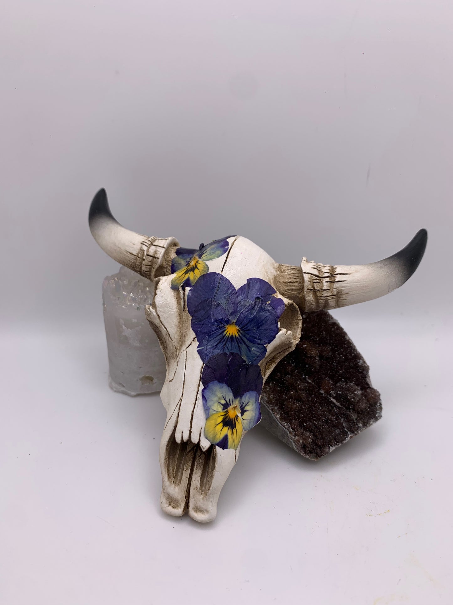 A Cow Skull - Size Small