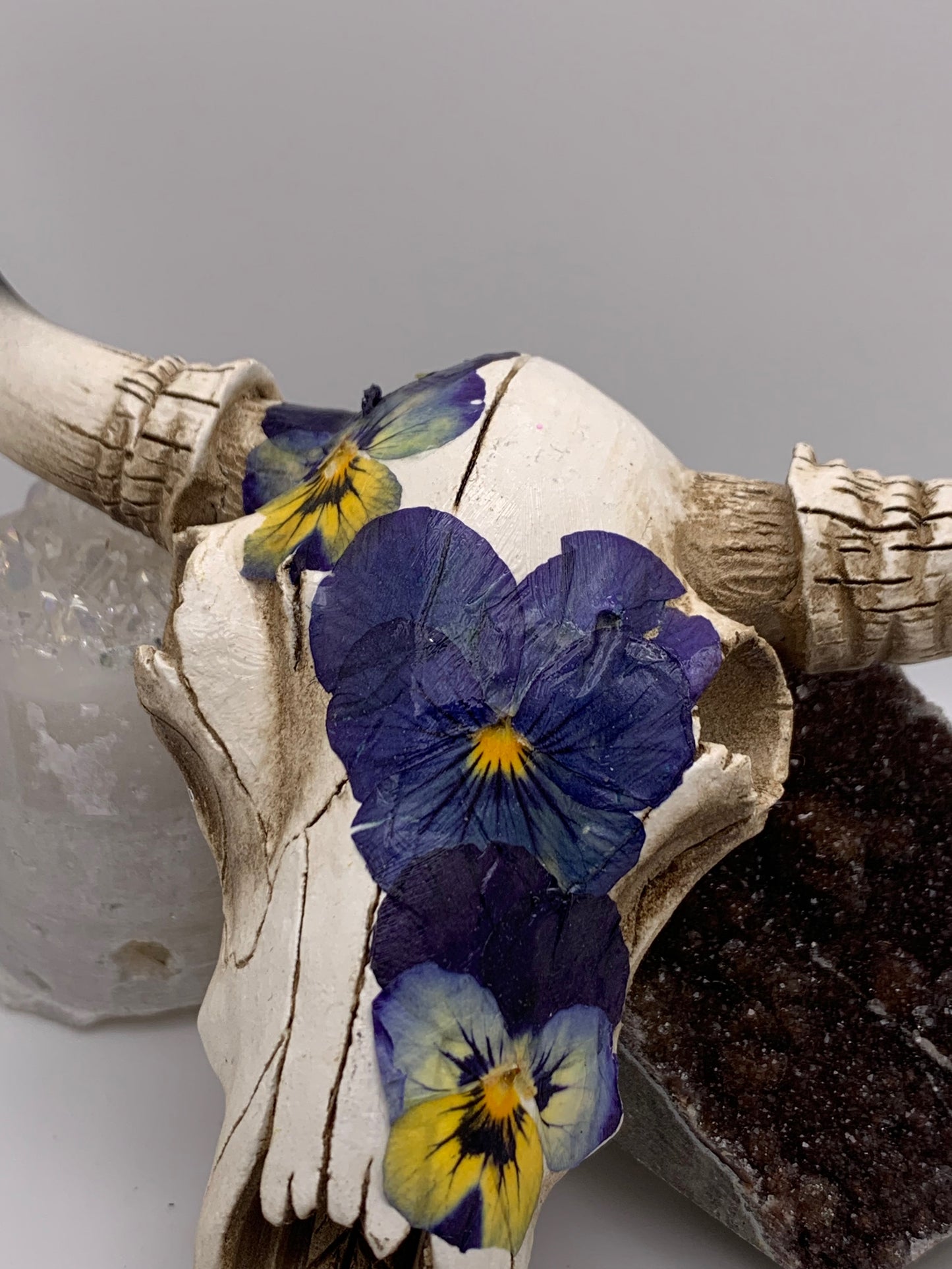 A Cow Skull - Size Small