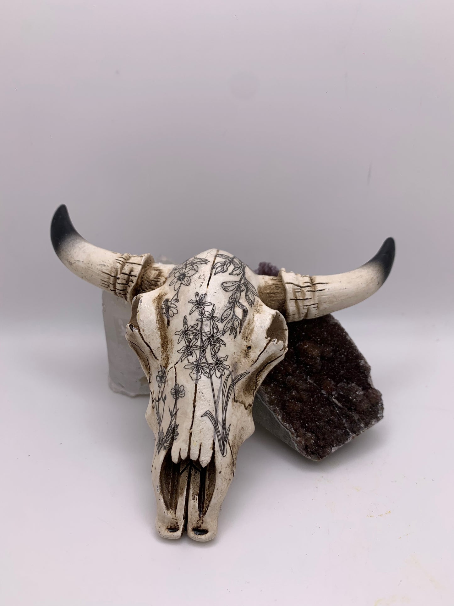 A Cow Skull - Size Small