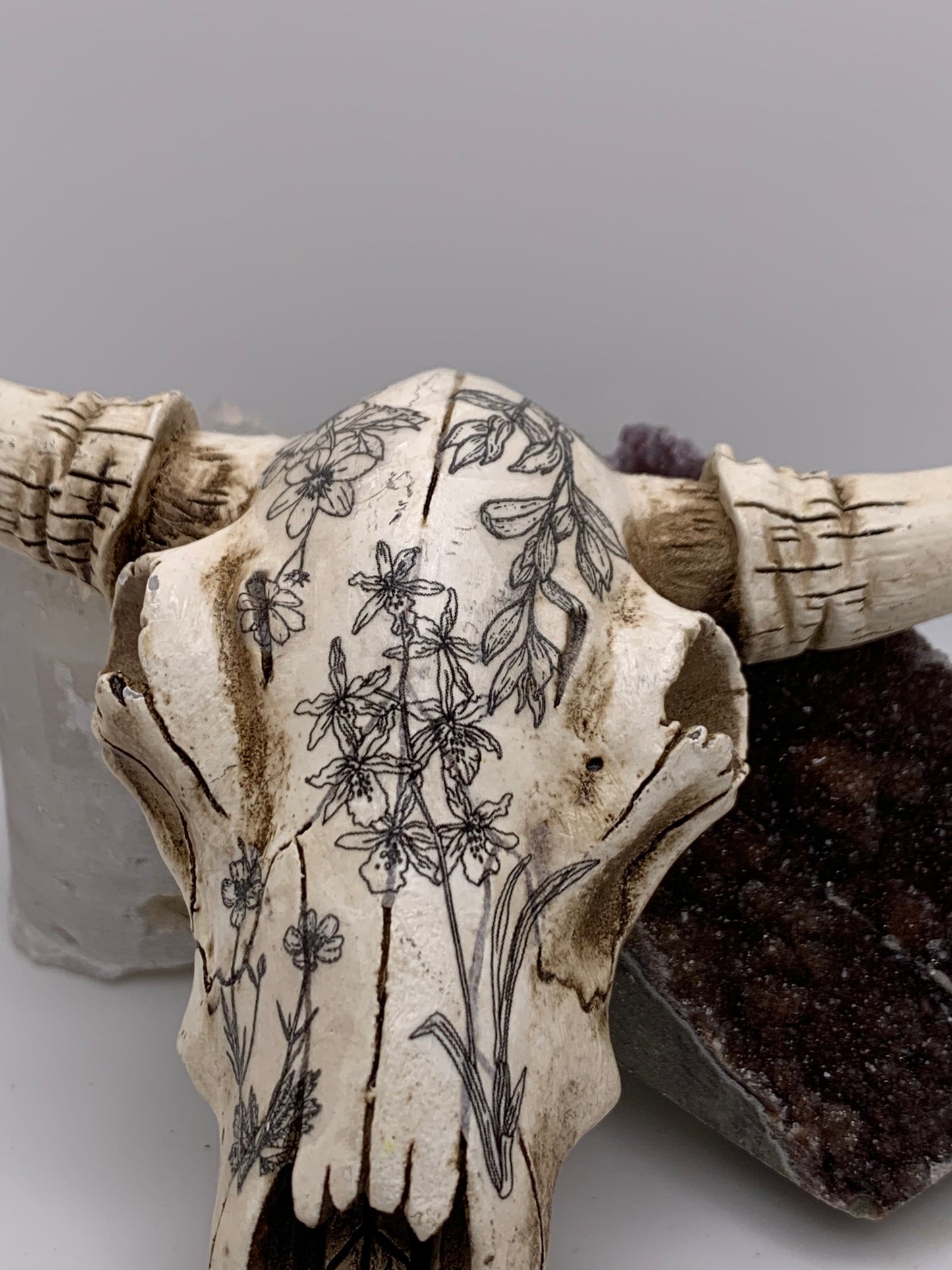 A Cow Skull - Size Small