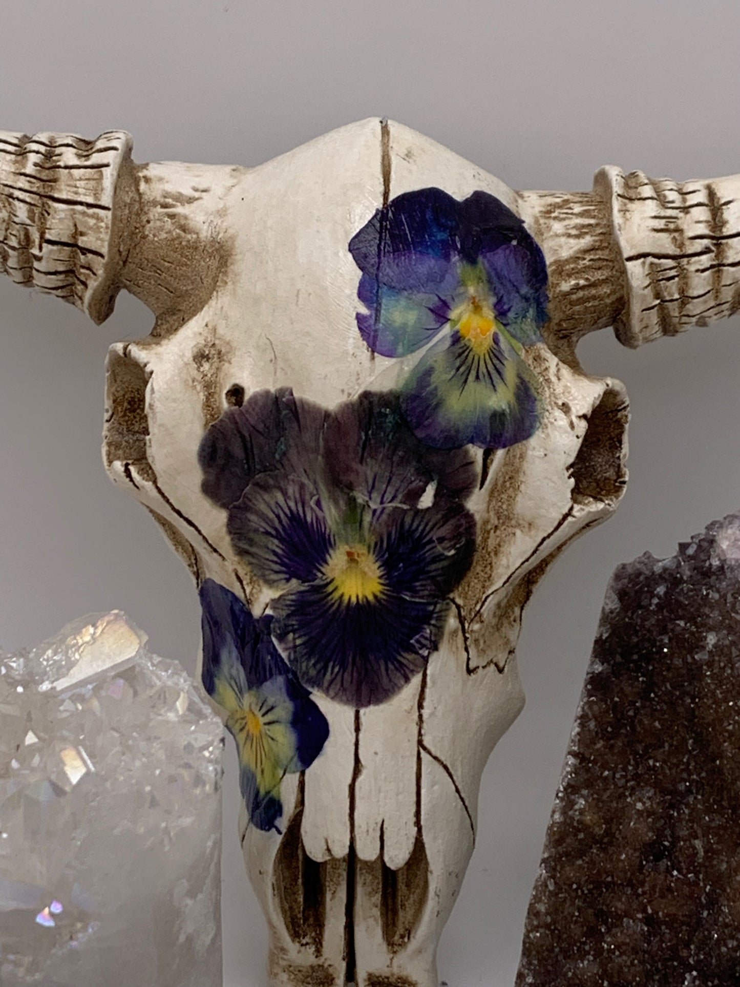 A Cow Skull - Size Medium