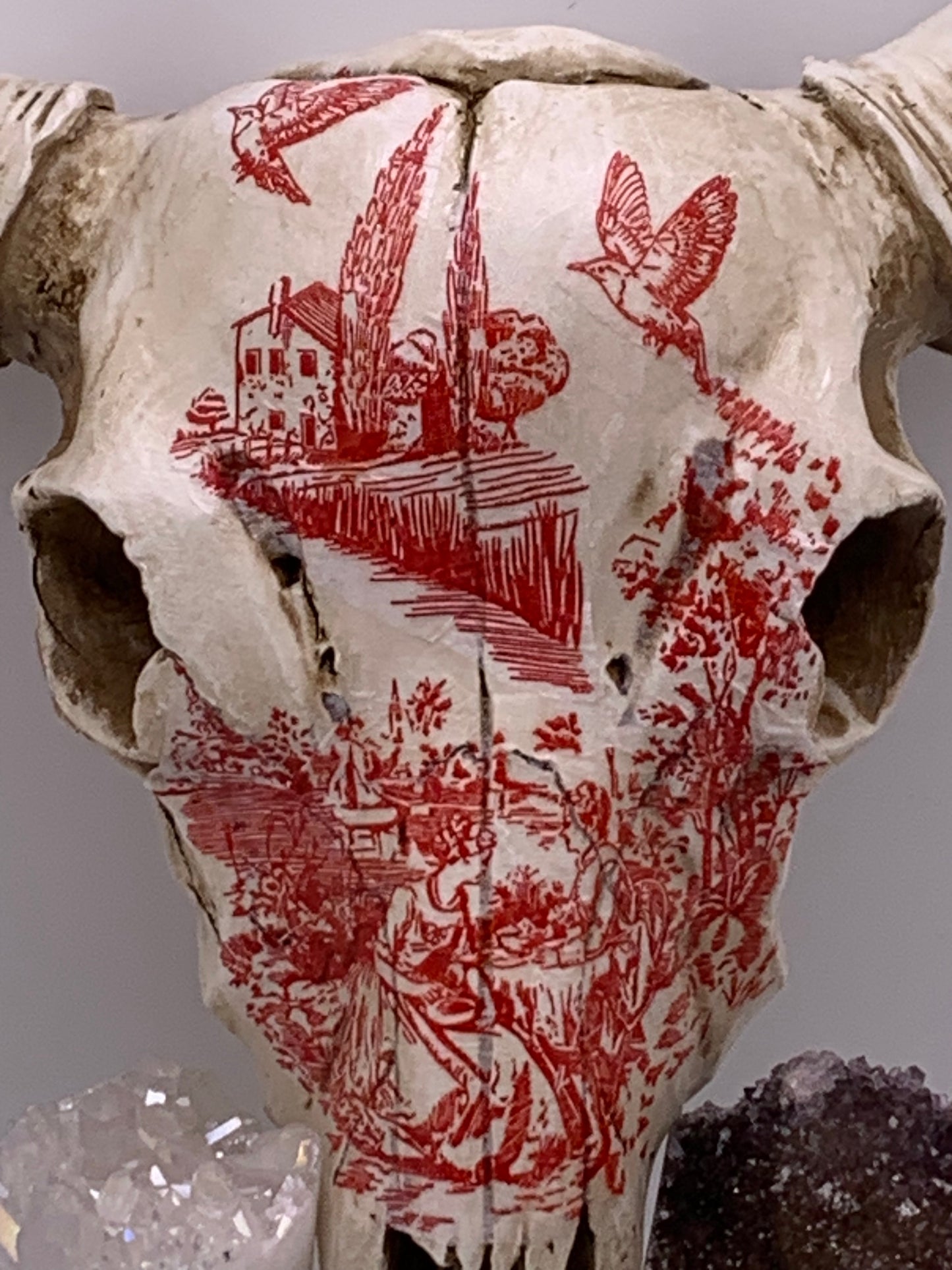 A Cow Skull - Size Medium