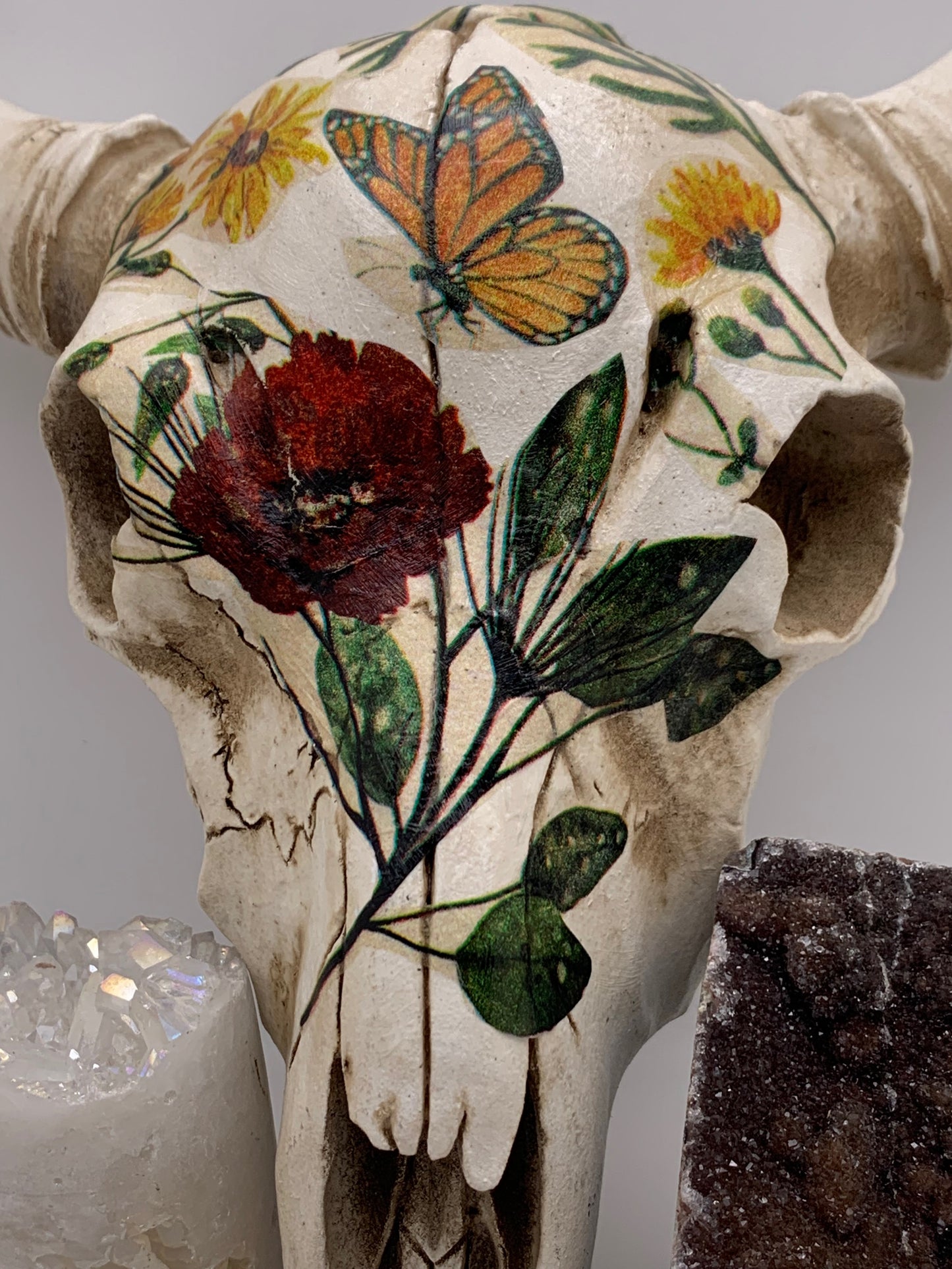 A Cow Skull - Size Medium