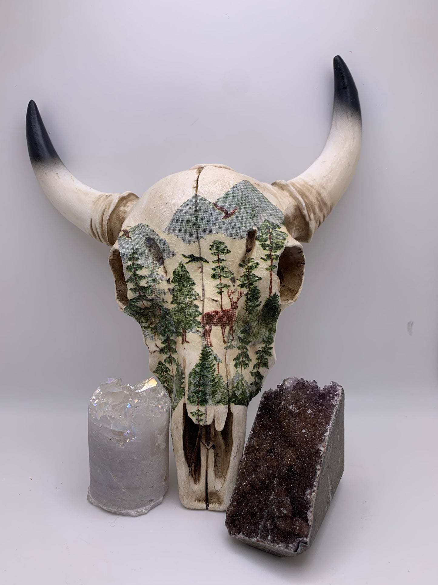 A Cow Skull - Size Medium
