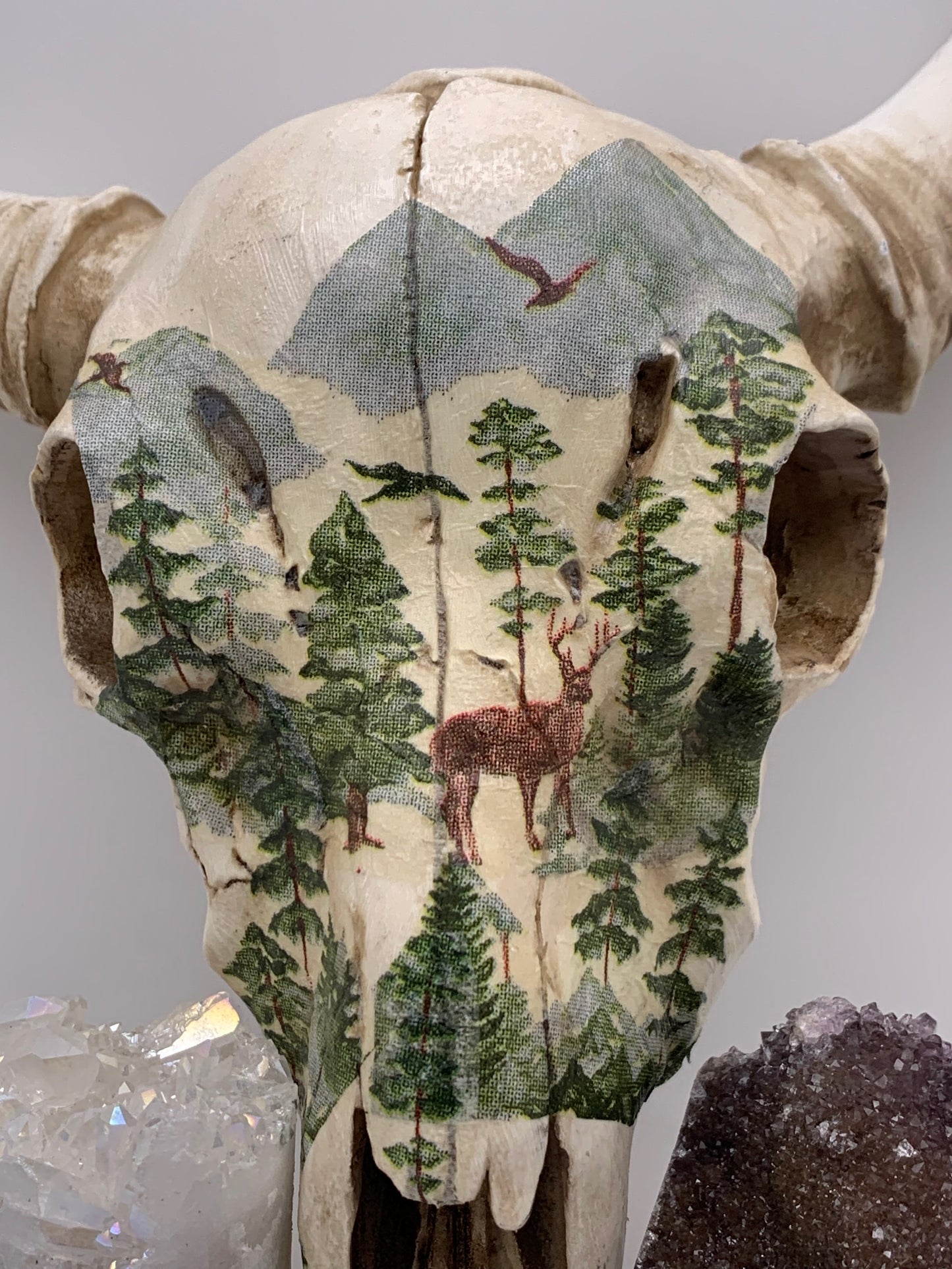 A Cow Skull - Size Medium