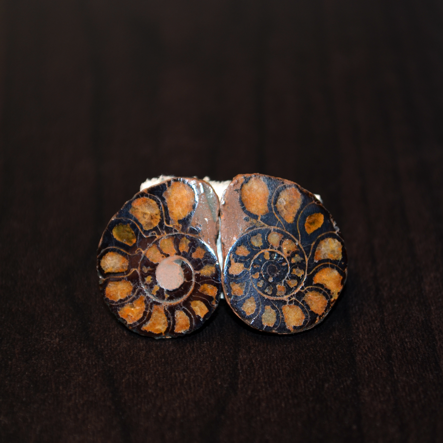 Ammonite Fossil Stud Earrings